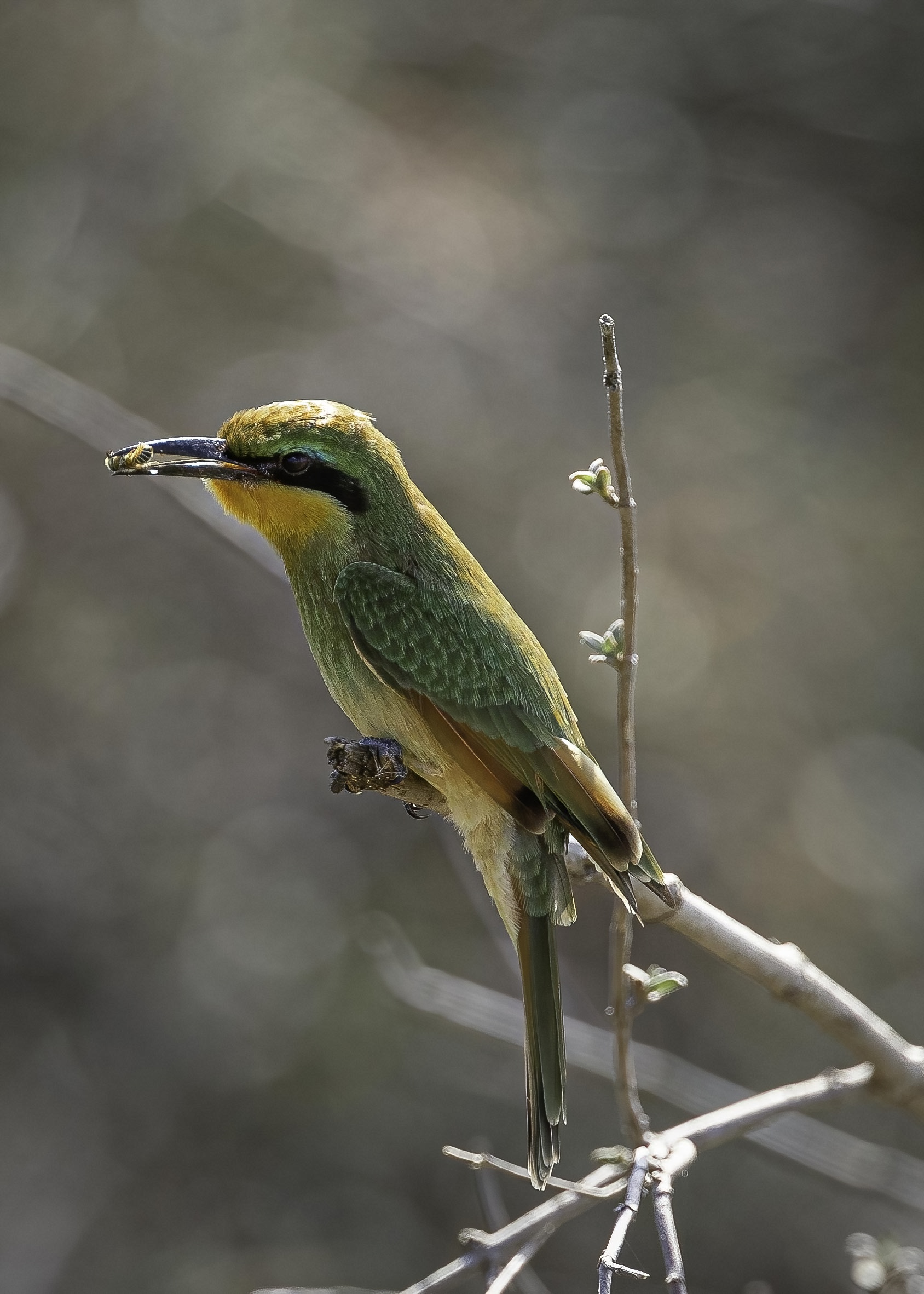 Little bee-eater (Merops pusillus)