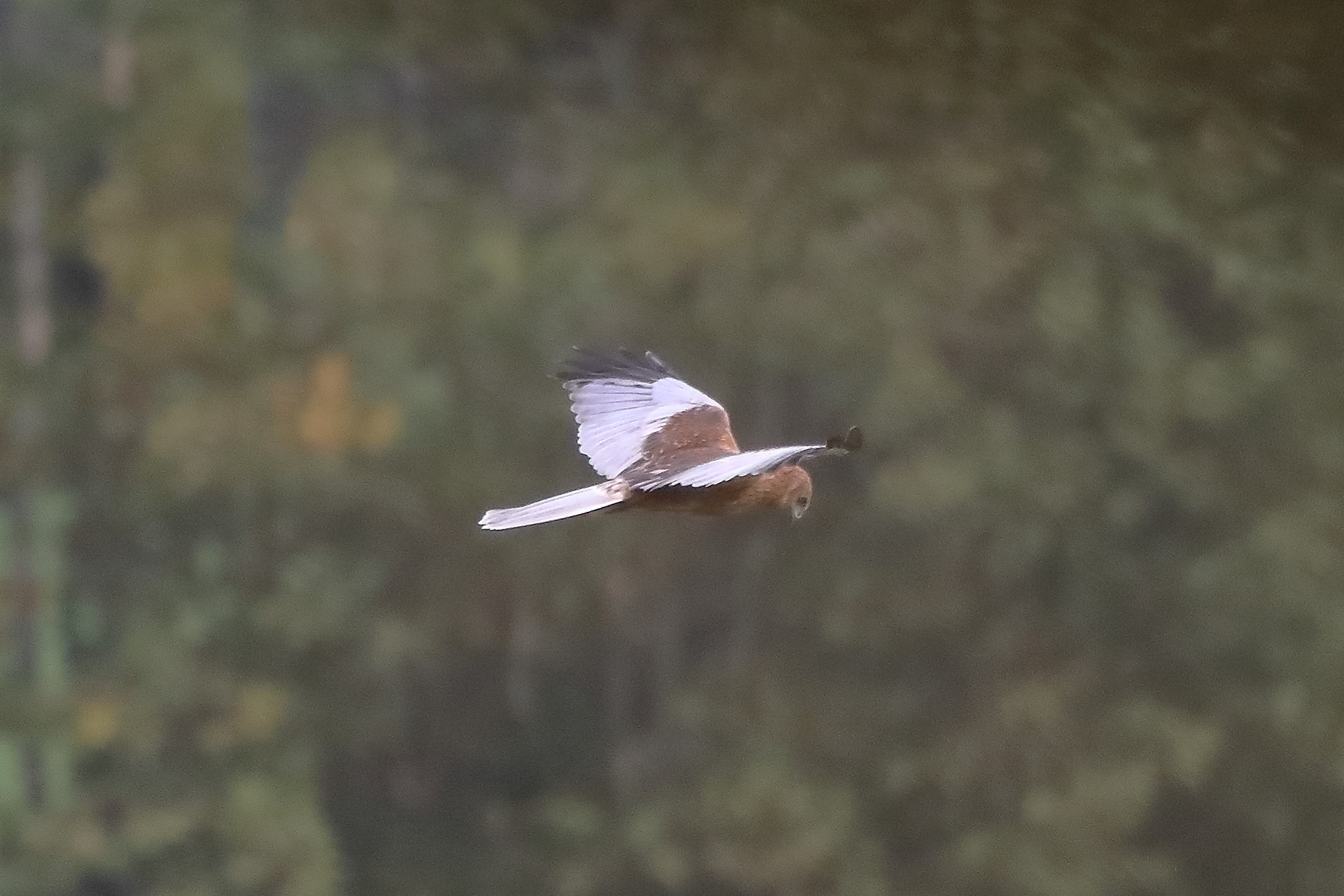 Falco di palude 12-10-2022