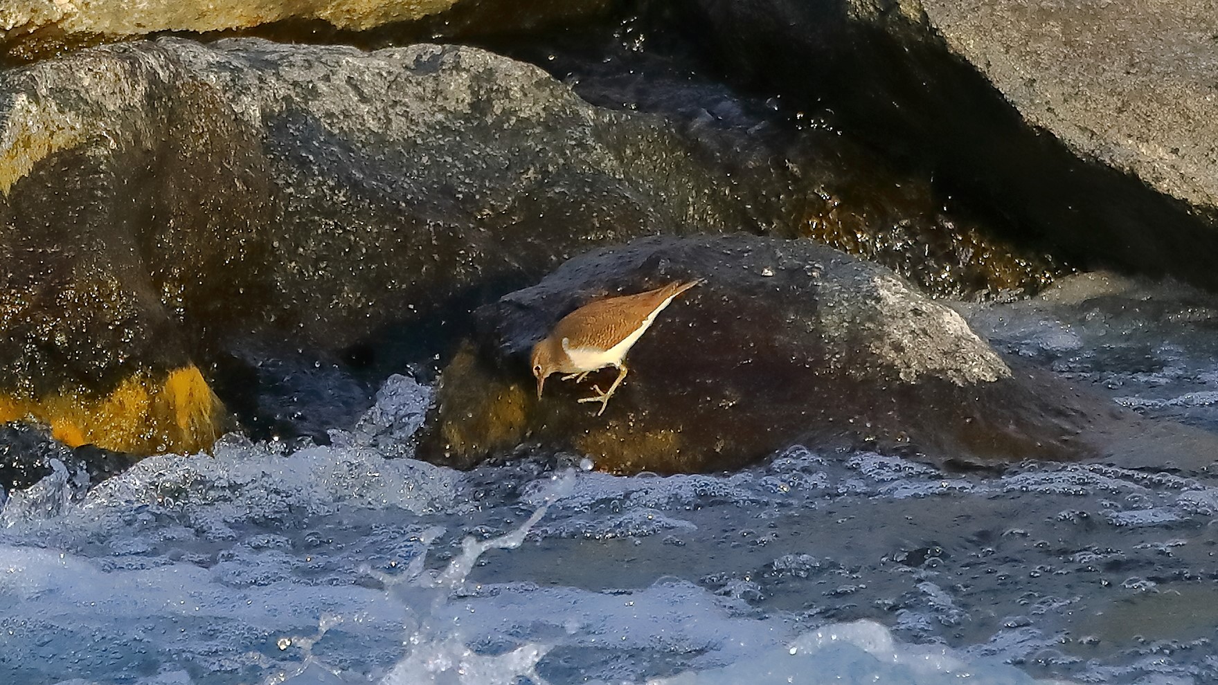 Piro Piro 27-11-2022