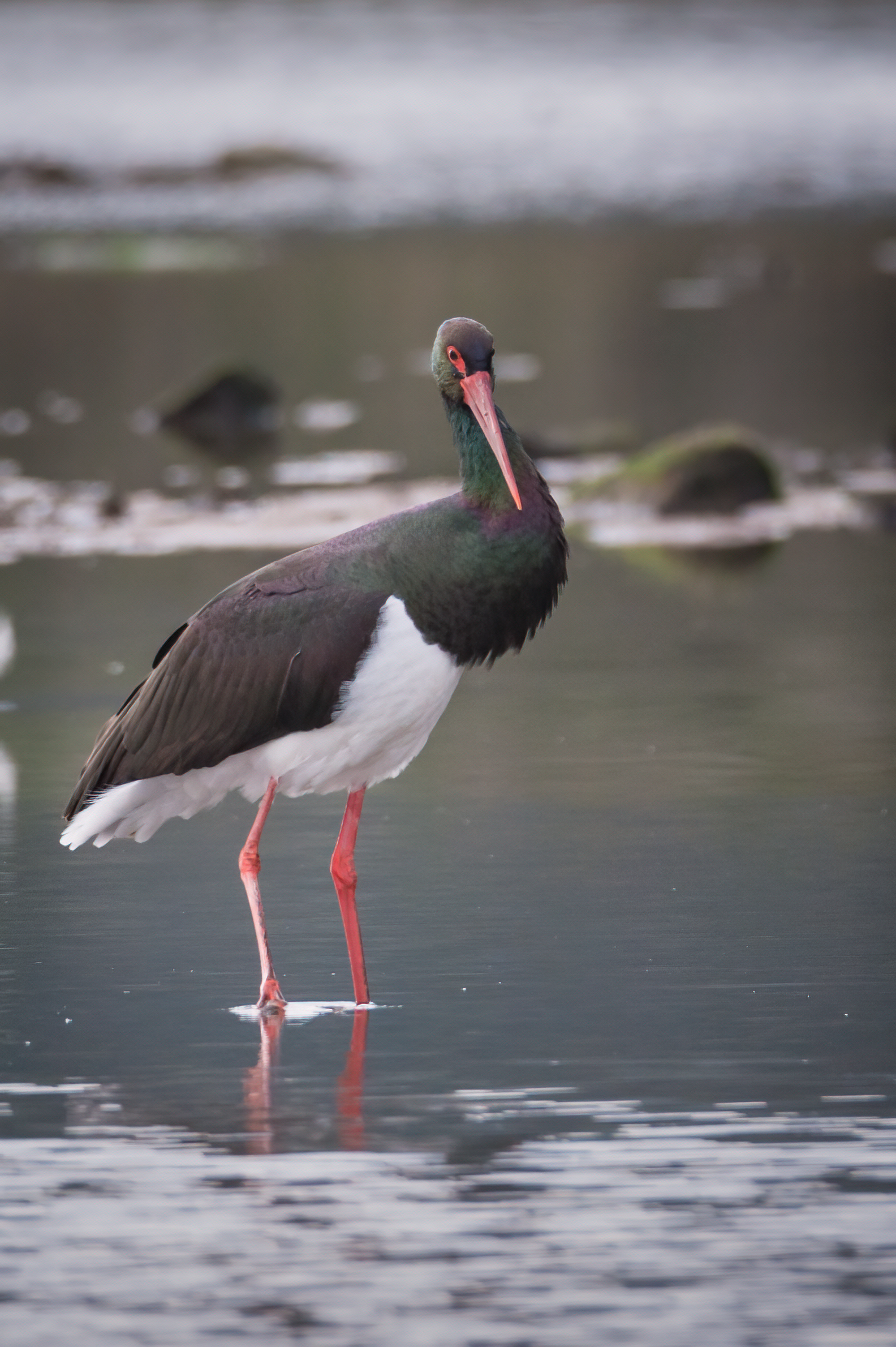 Black stork
