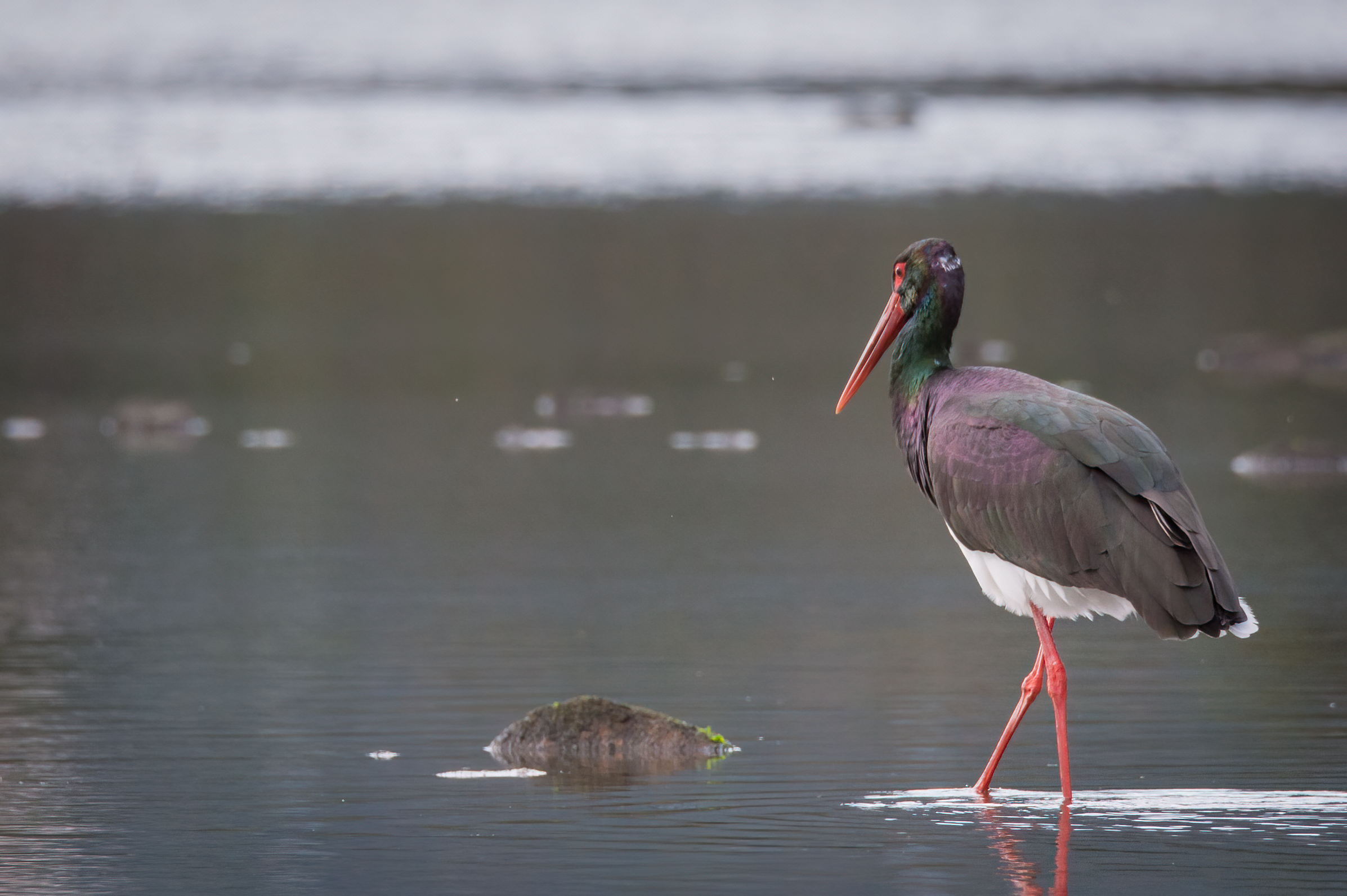 Black stork