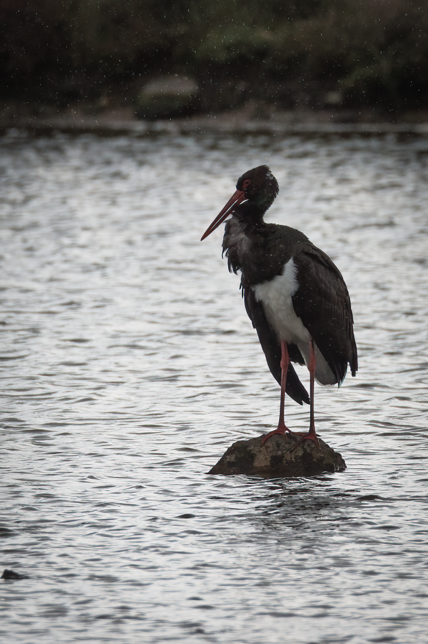 Black stork in the rain