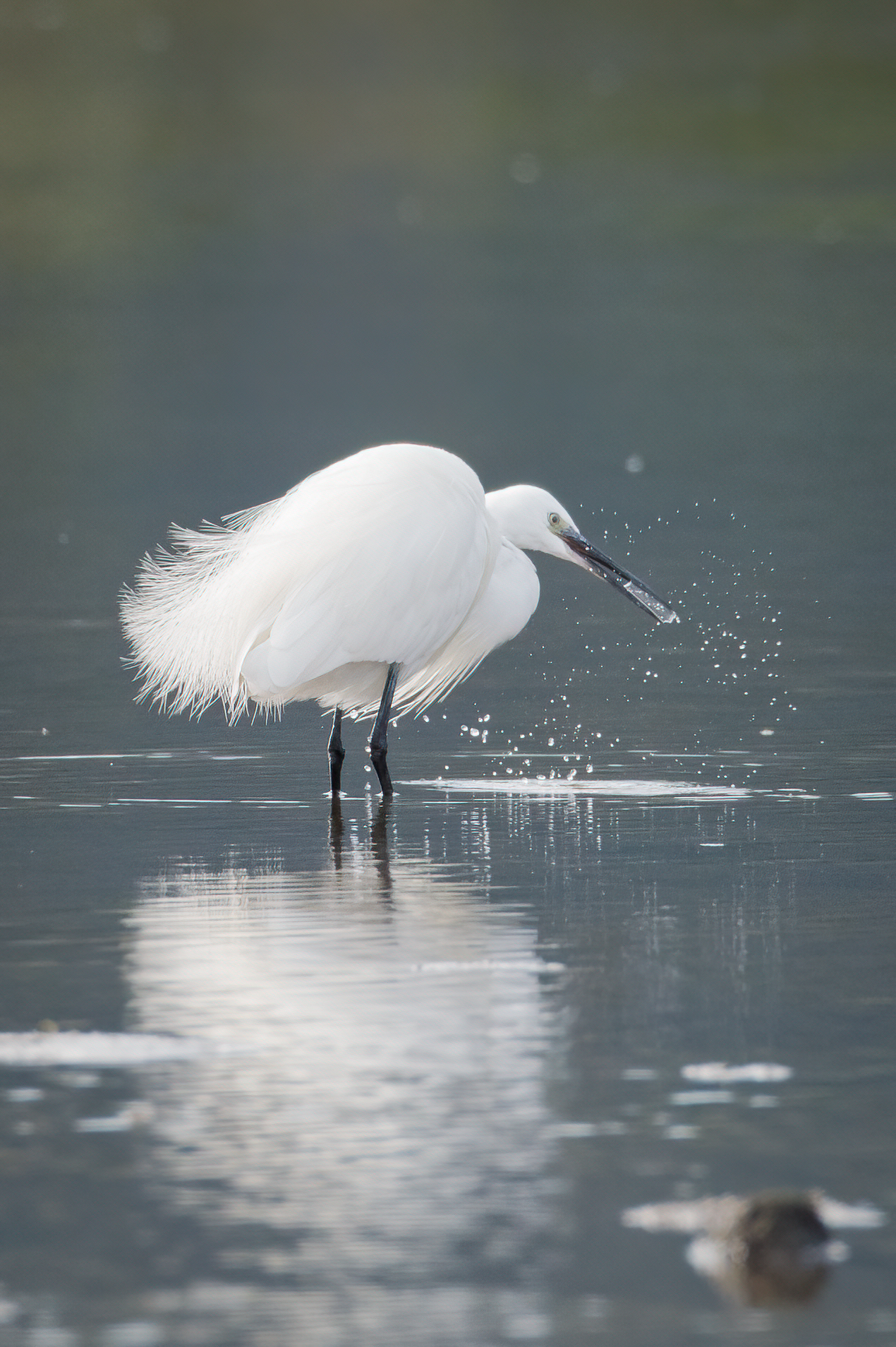 Egret