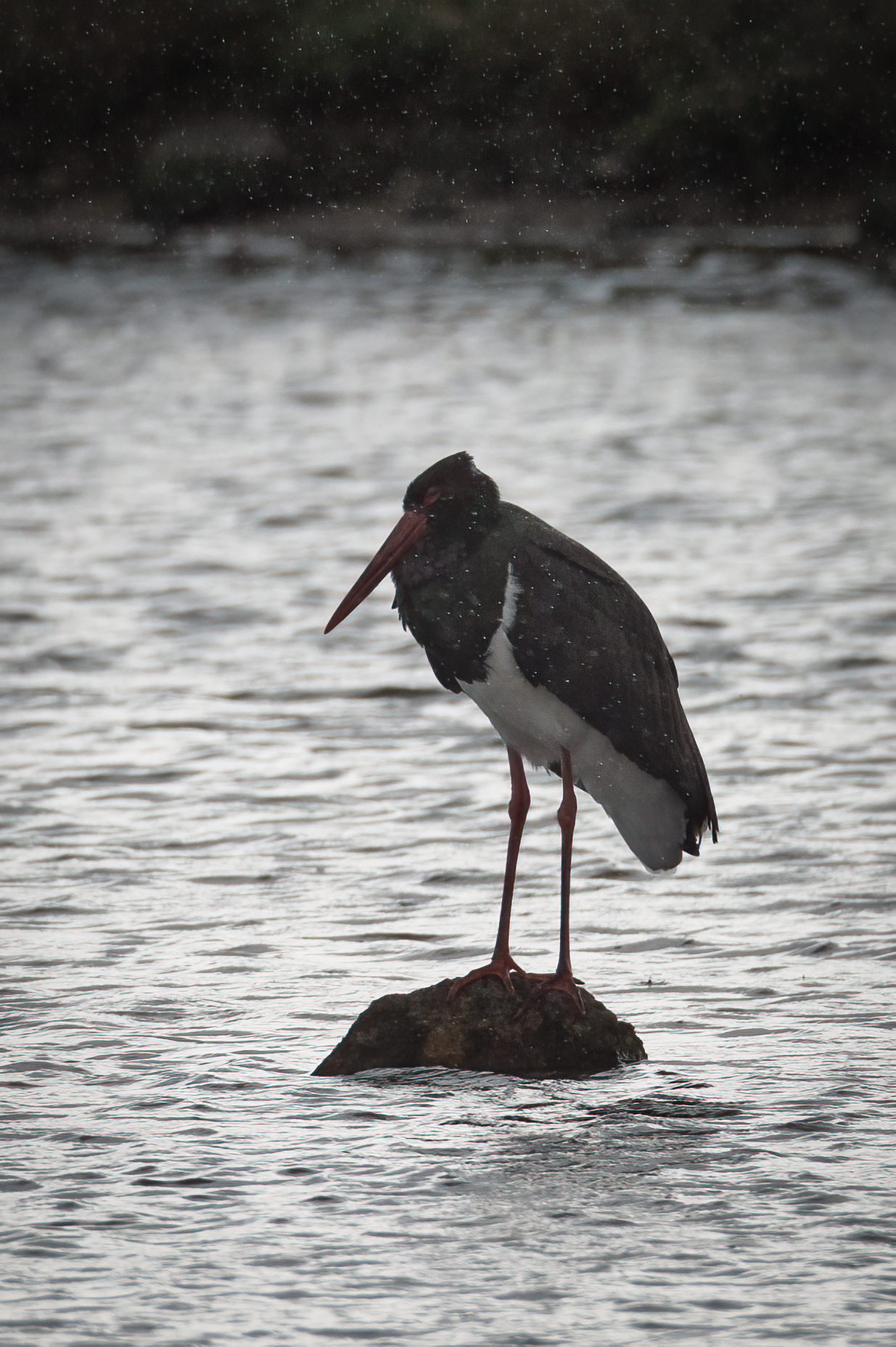Black stork in the rain