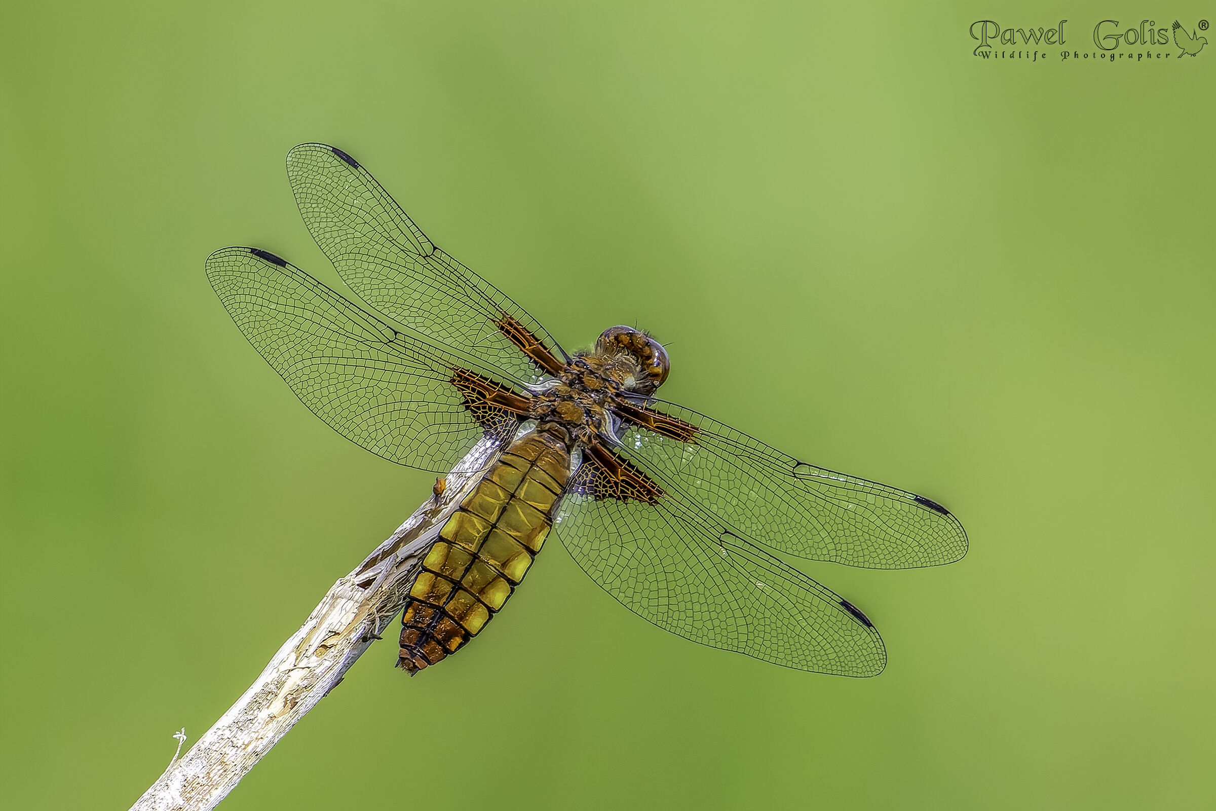 Libellula depressa