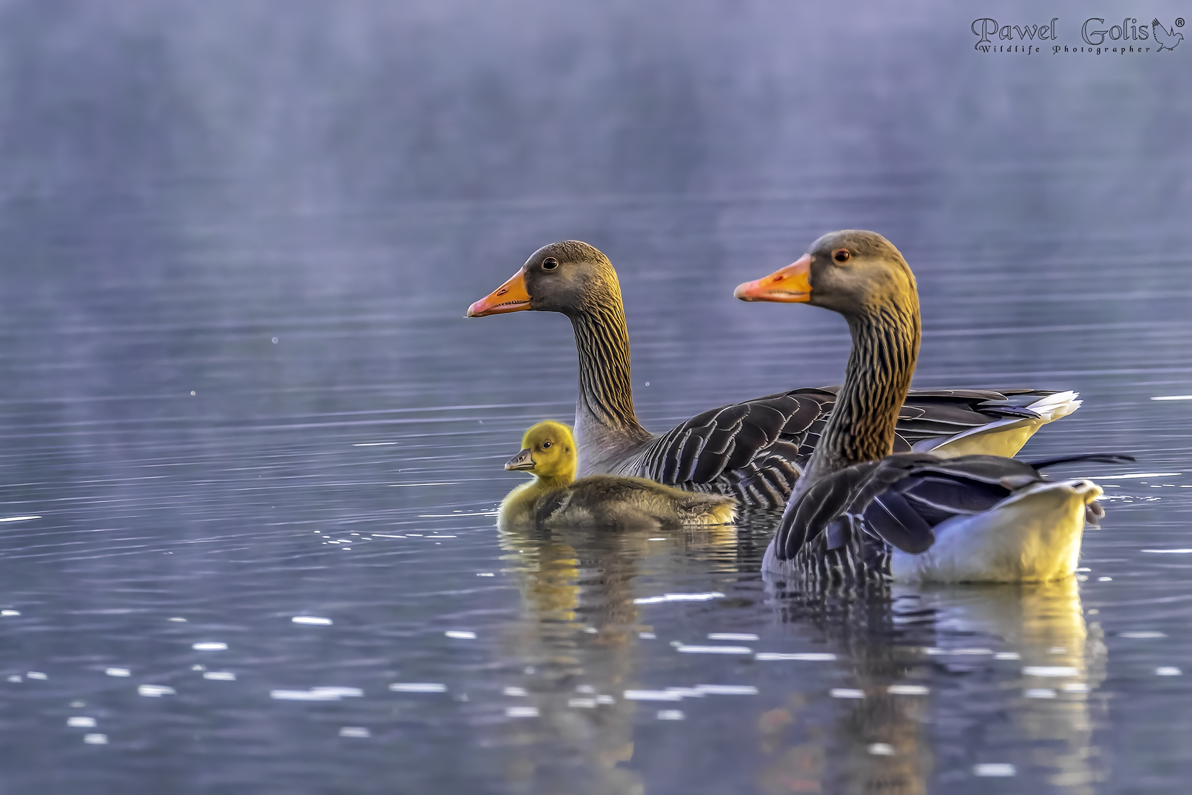 Oca grigia (Anser anser)