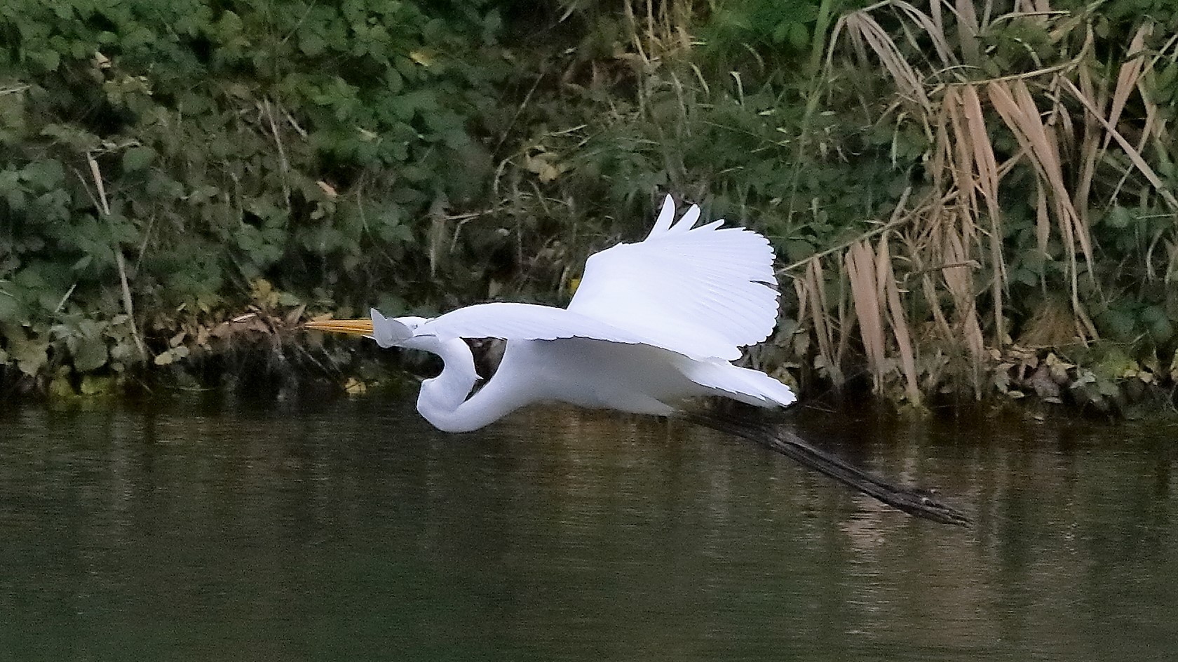 airone BM 12 novembre 2022