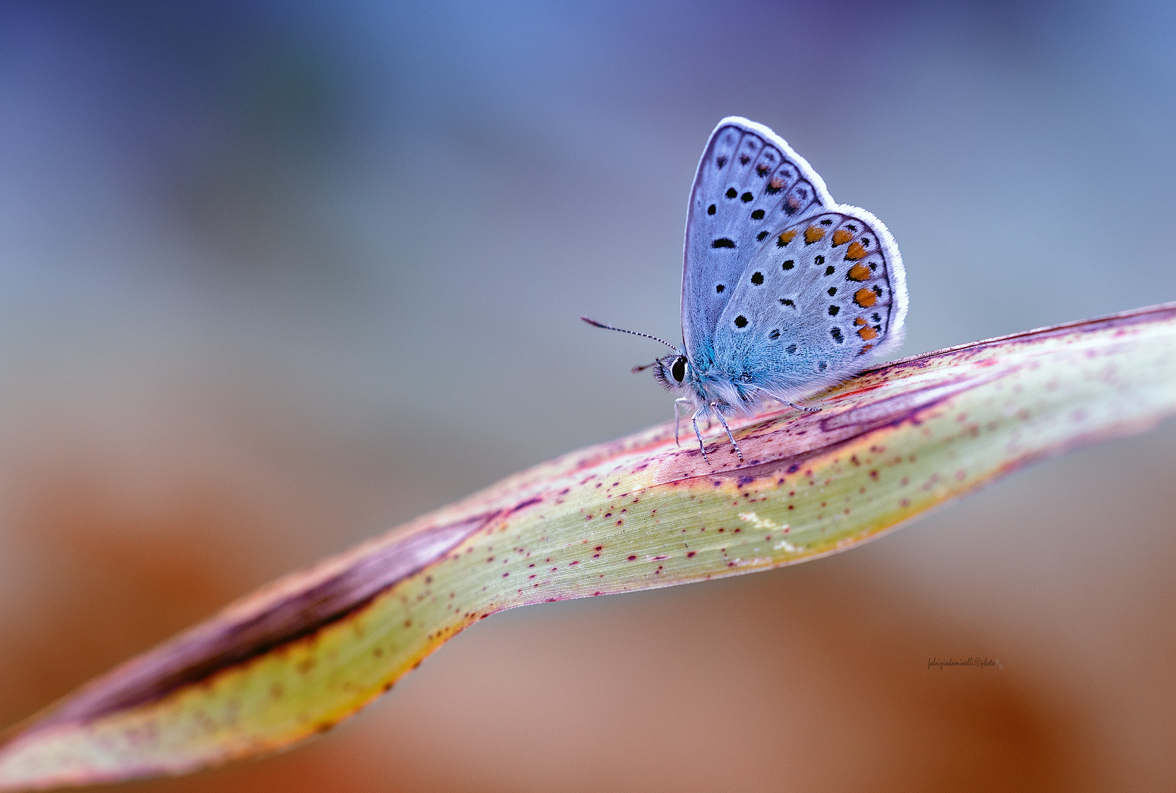 Common Blue