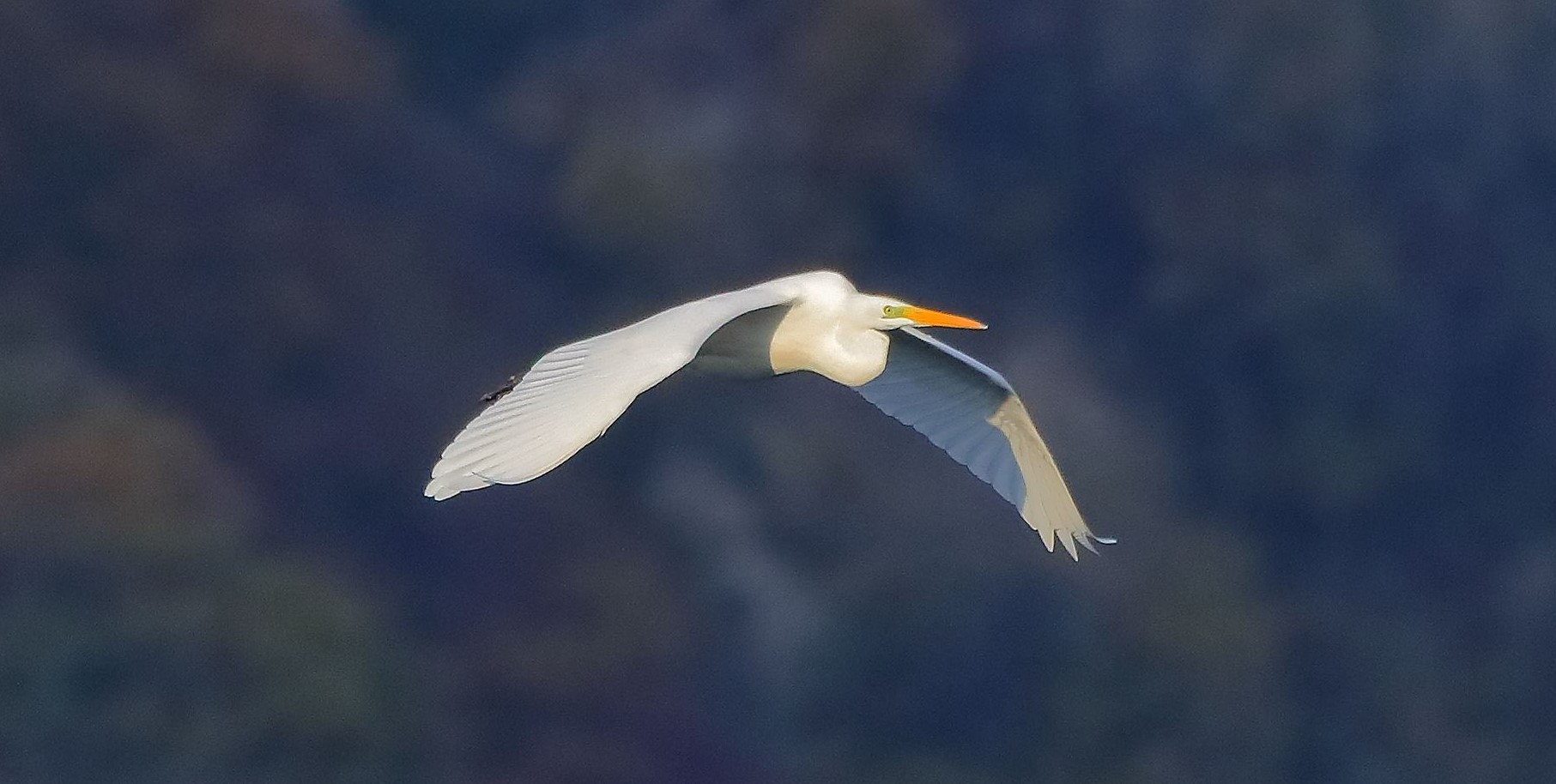 Airone BM 27-11-2022