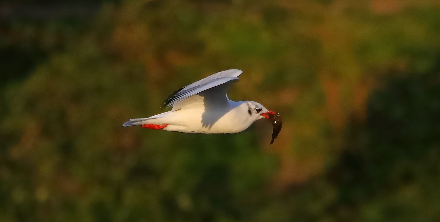 Gabbiano comune 27-11-2022
