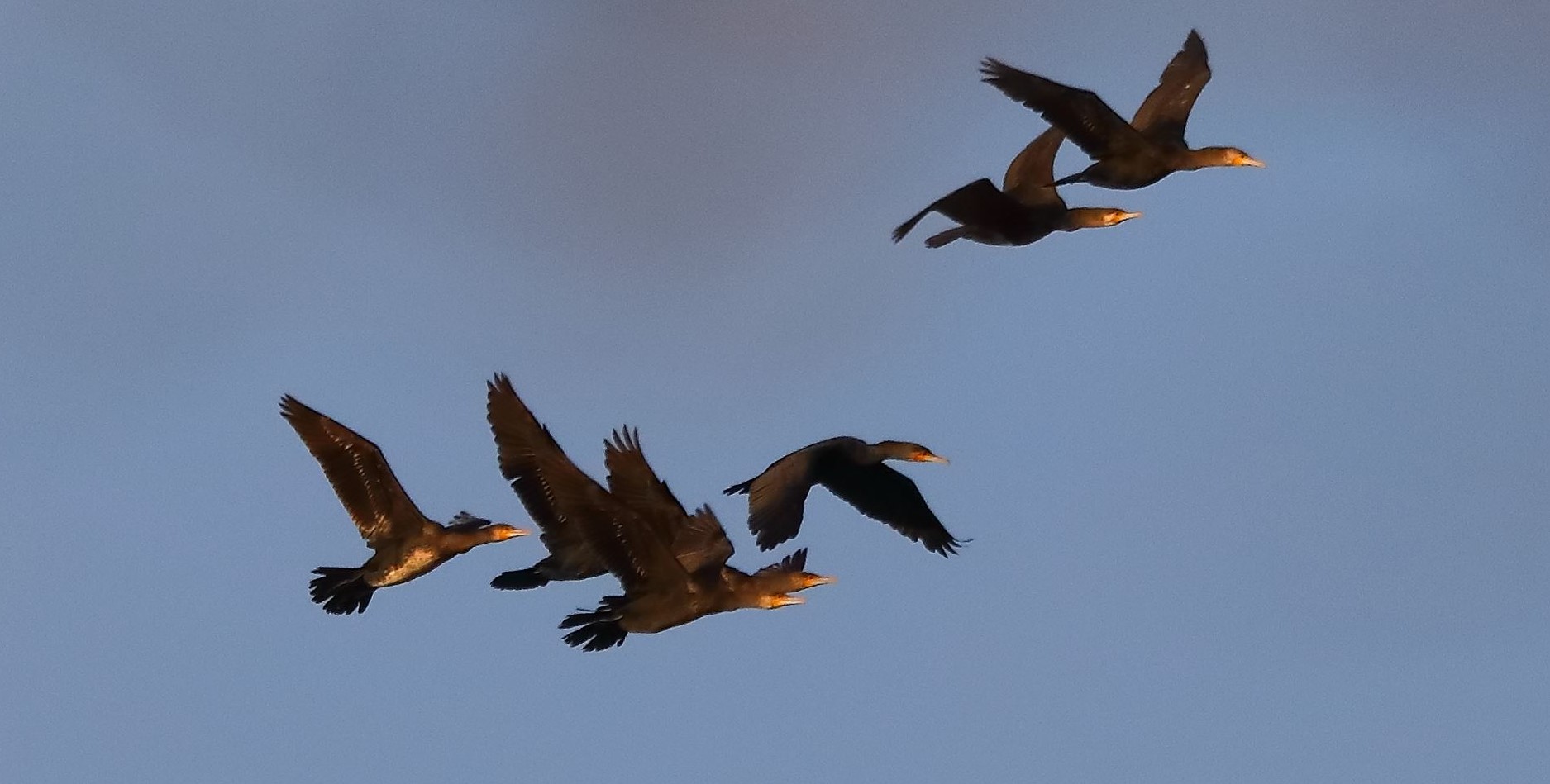 Cormorani 27-11-2022