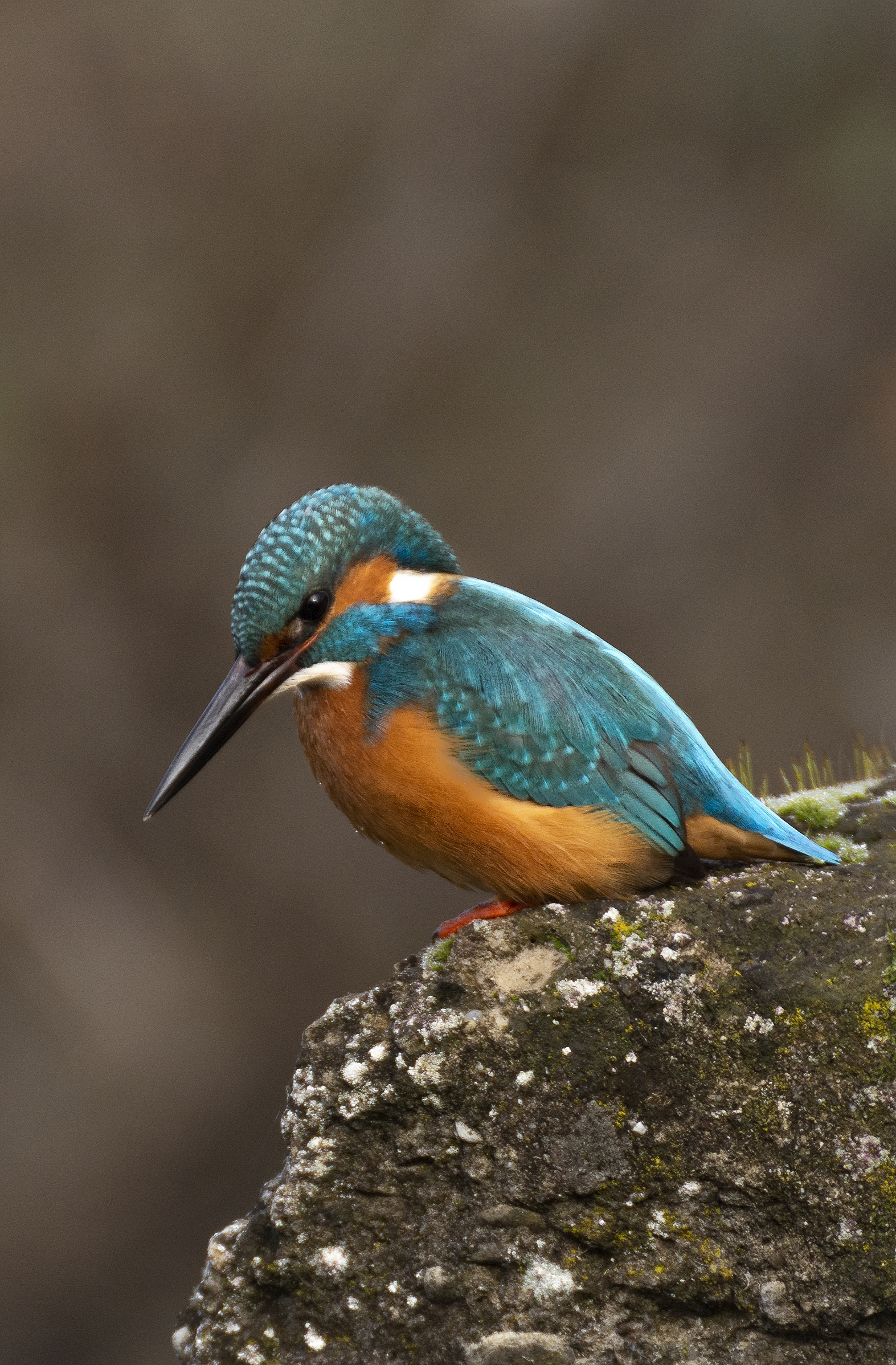 Preparation for attack