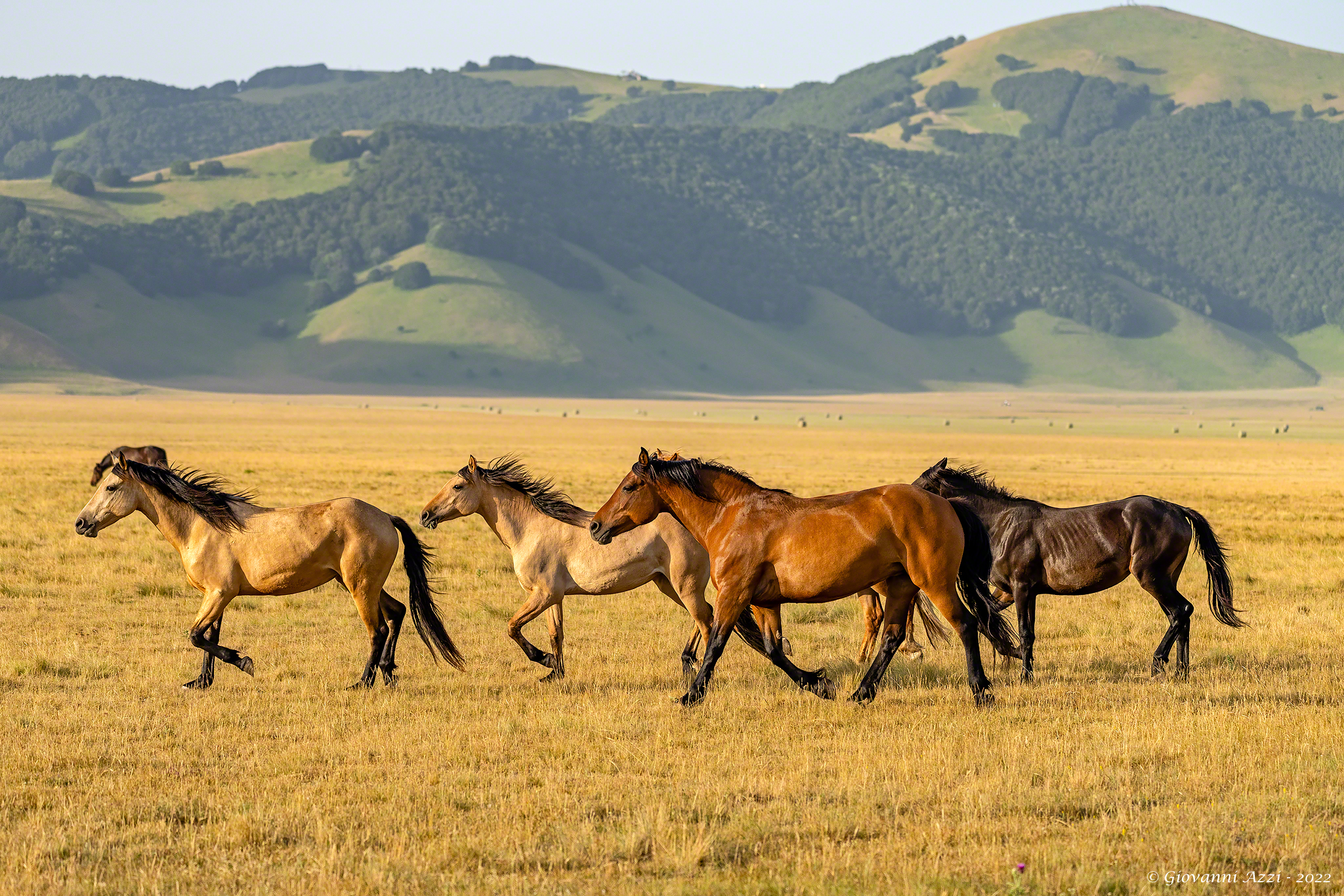 I cavalli di Castelluccio