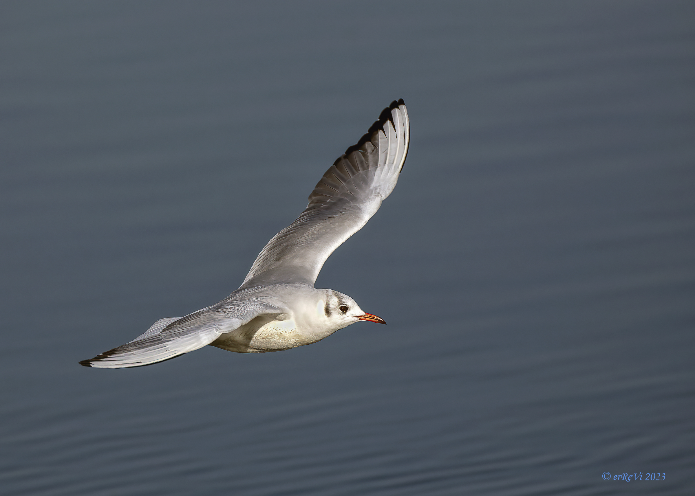 Little gull