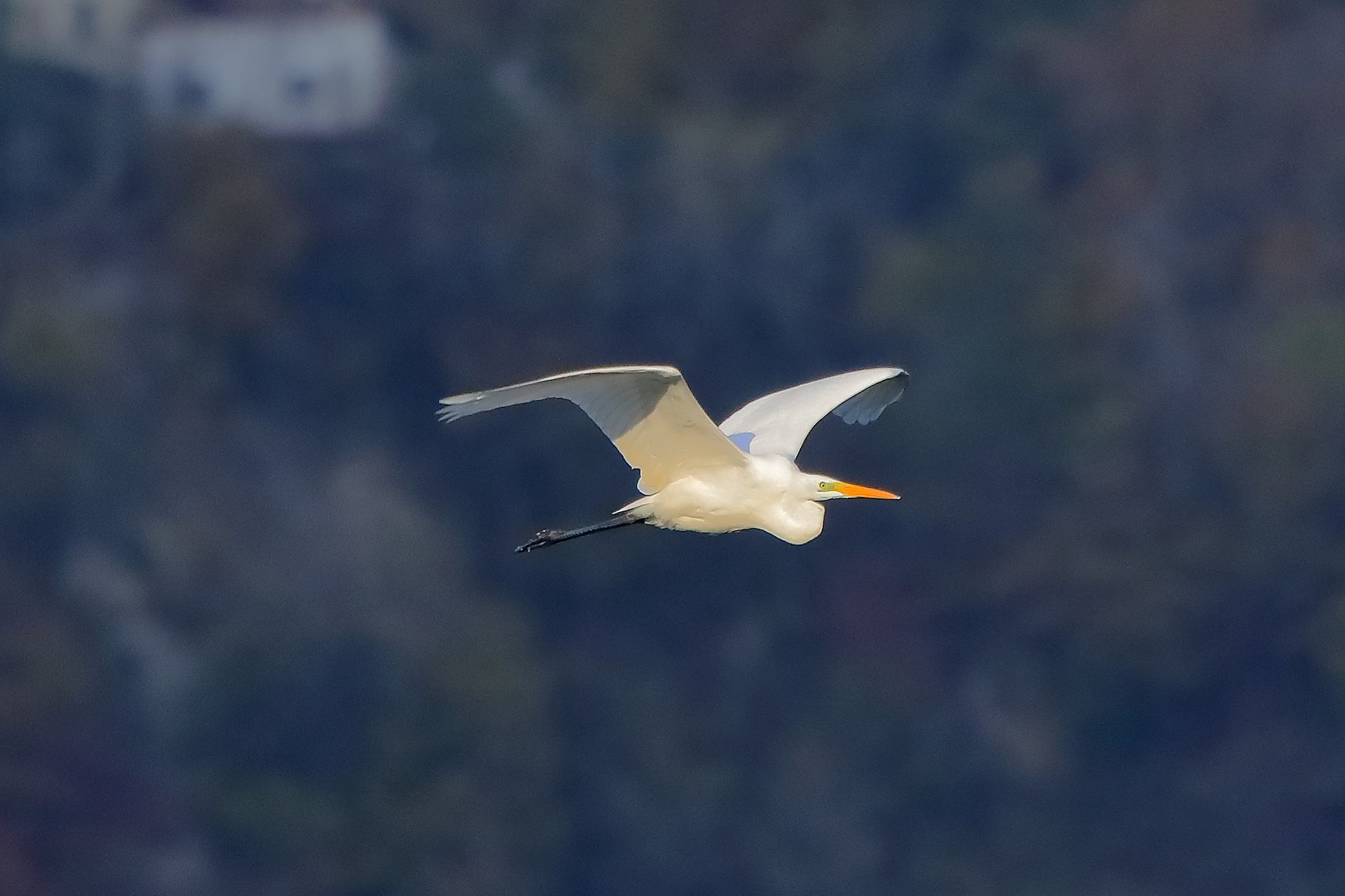 Airone BM 27-11-2022