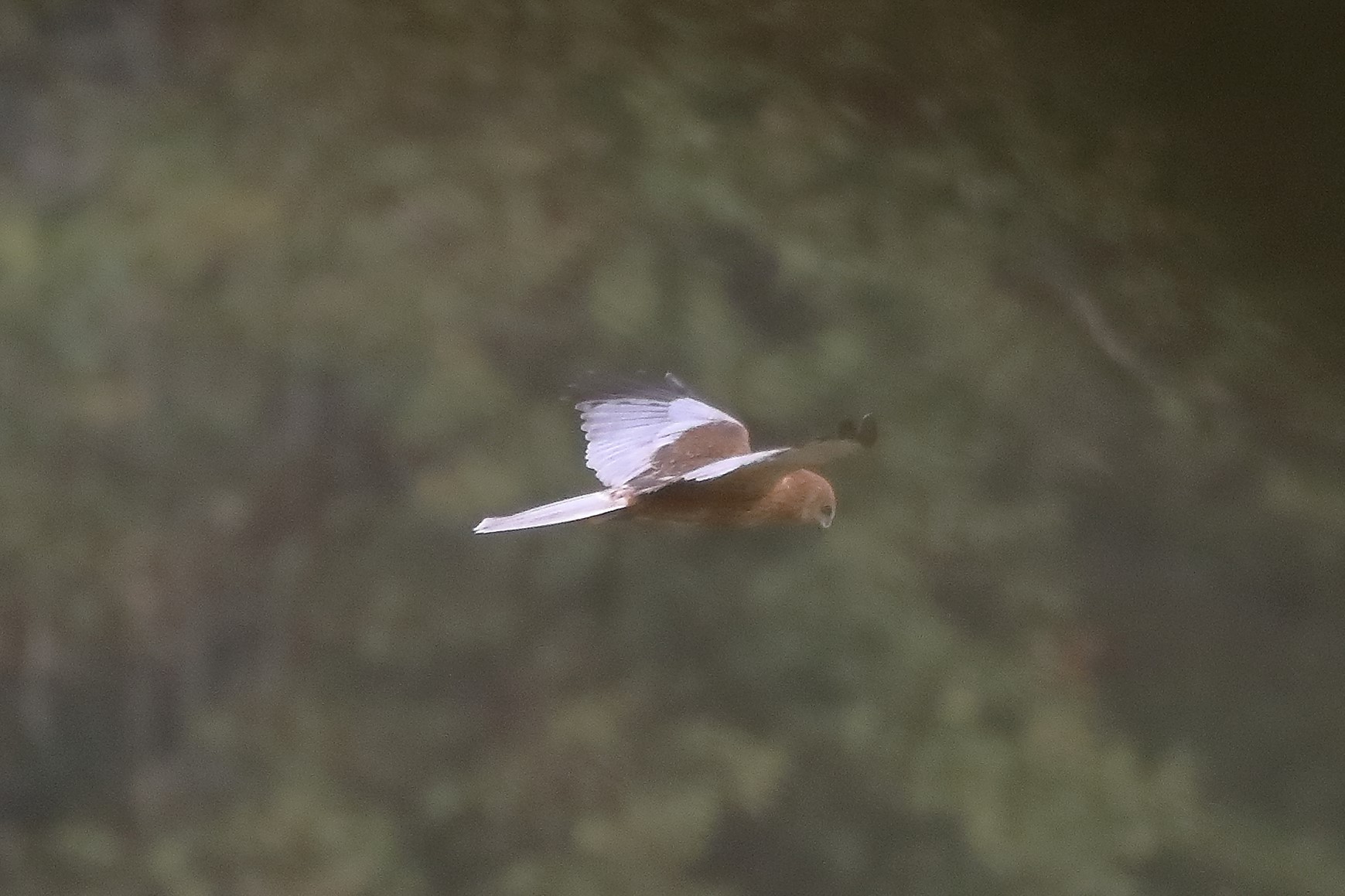 Falco di palude 12-10-2022