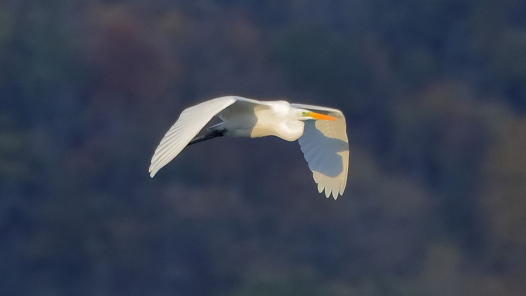 Airone BM 27-11-2022