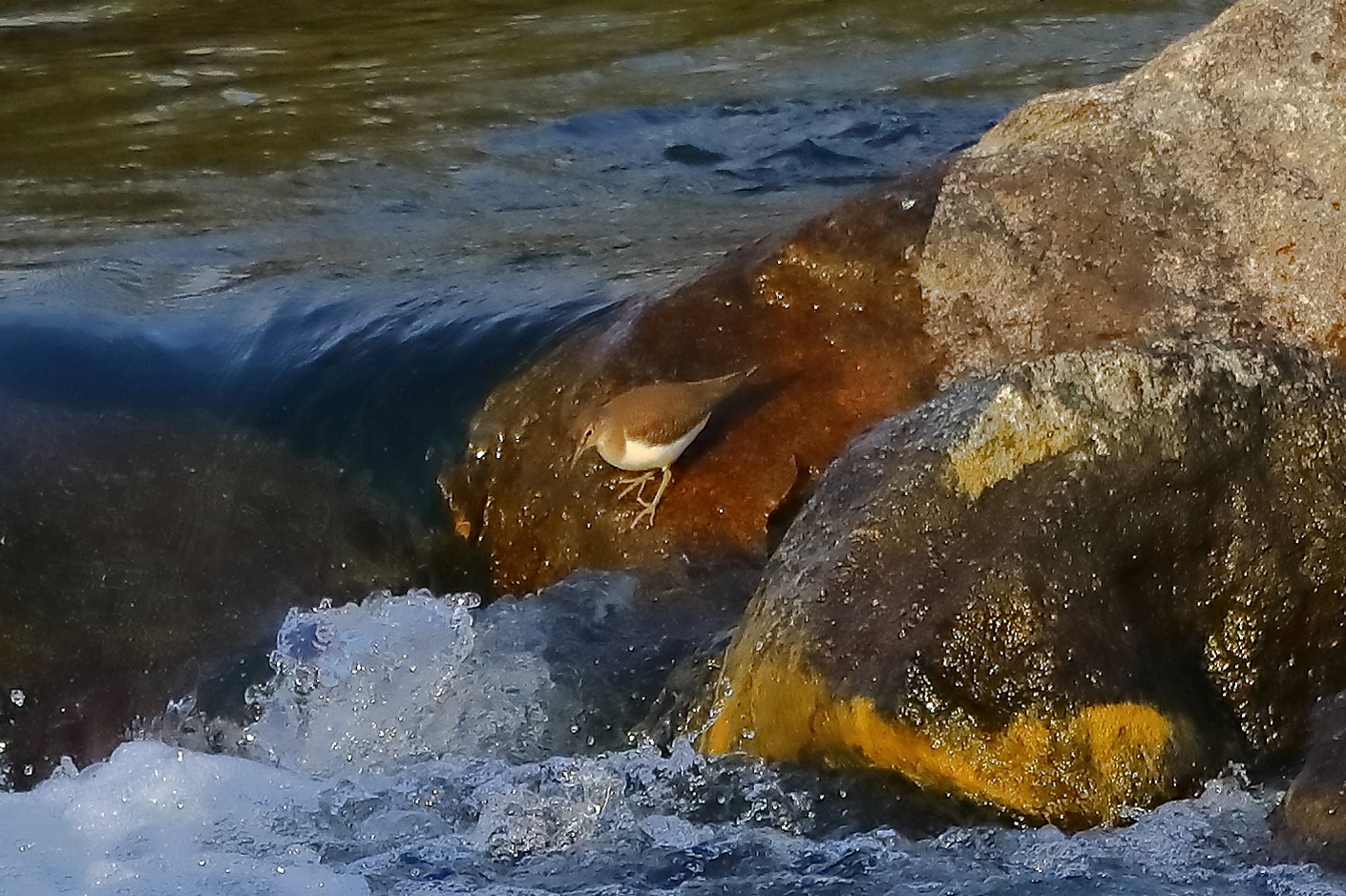 Piro Piro 27-11-2022