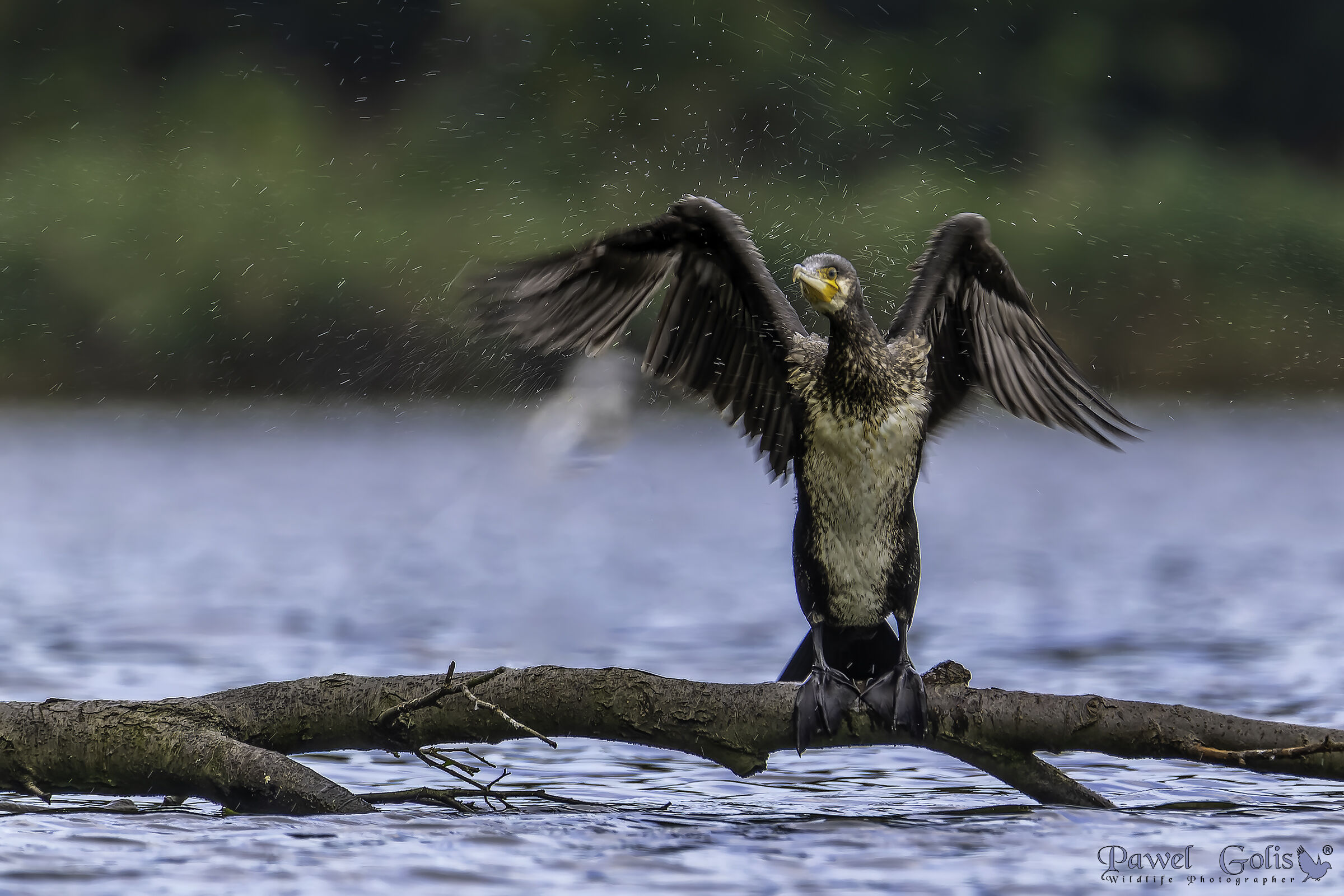 Cormorano (Phalacrocorax carbo)