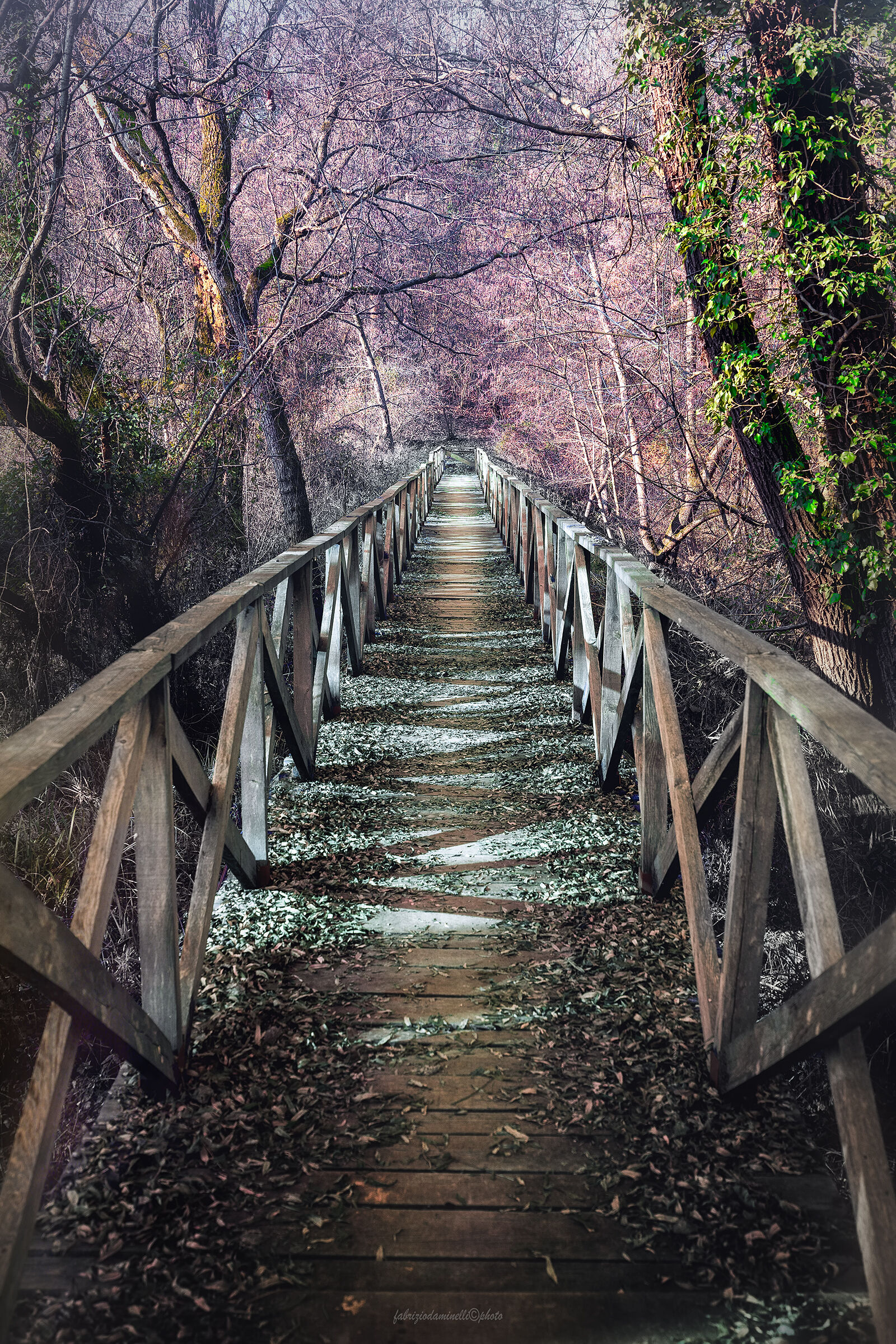 bridge in forest