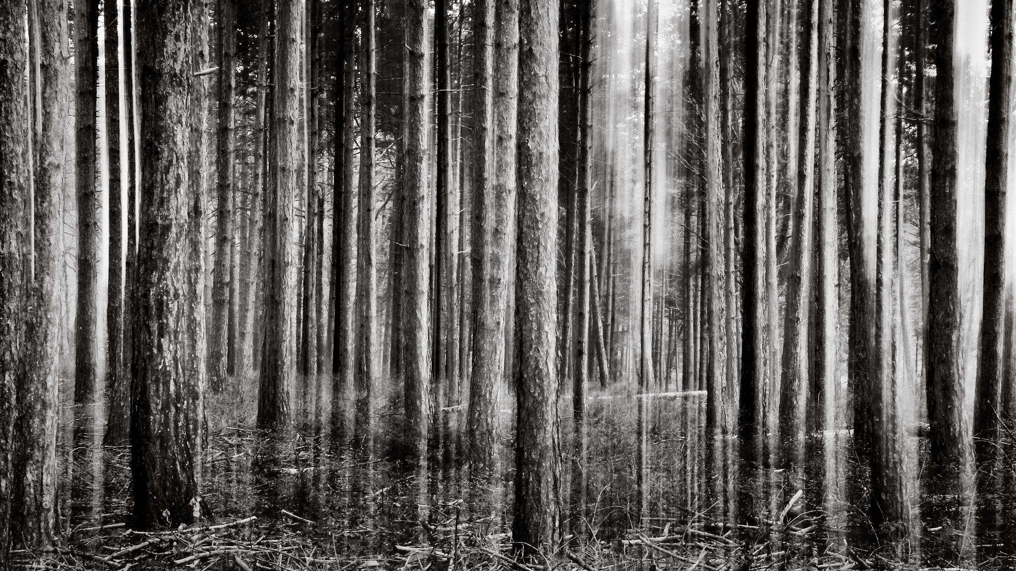 Foresta del Pratomagno