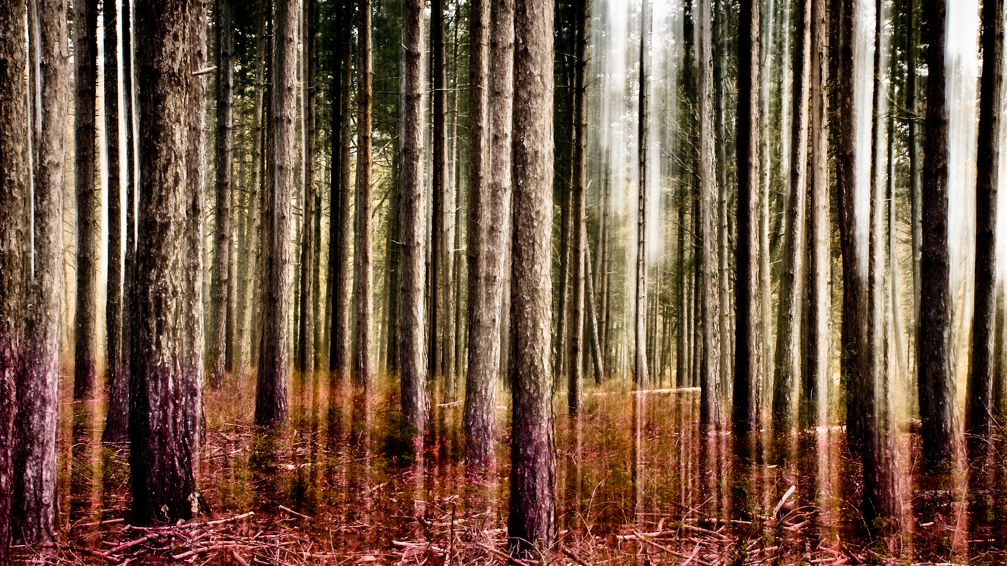 Pratomagno Forest