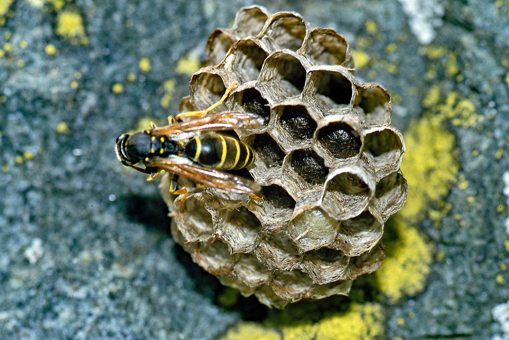 Nido di vespa (1985, digitalizzata)