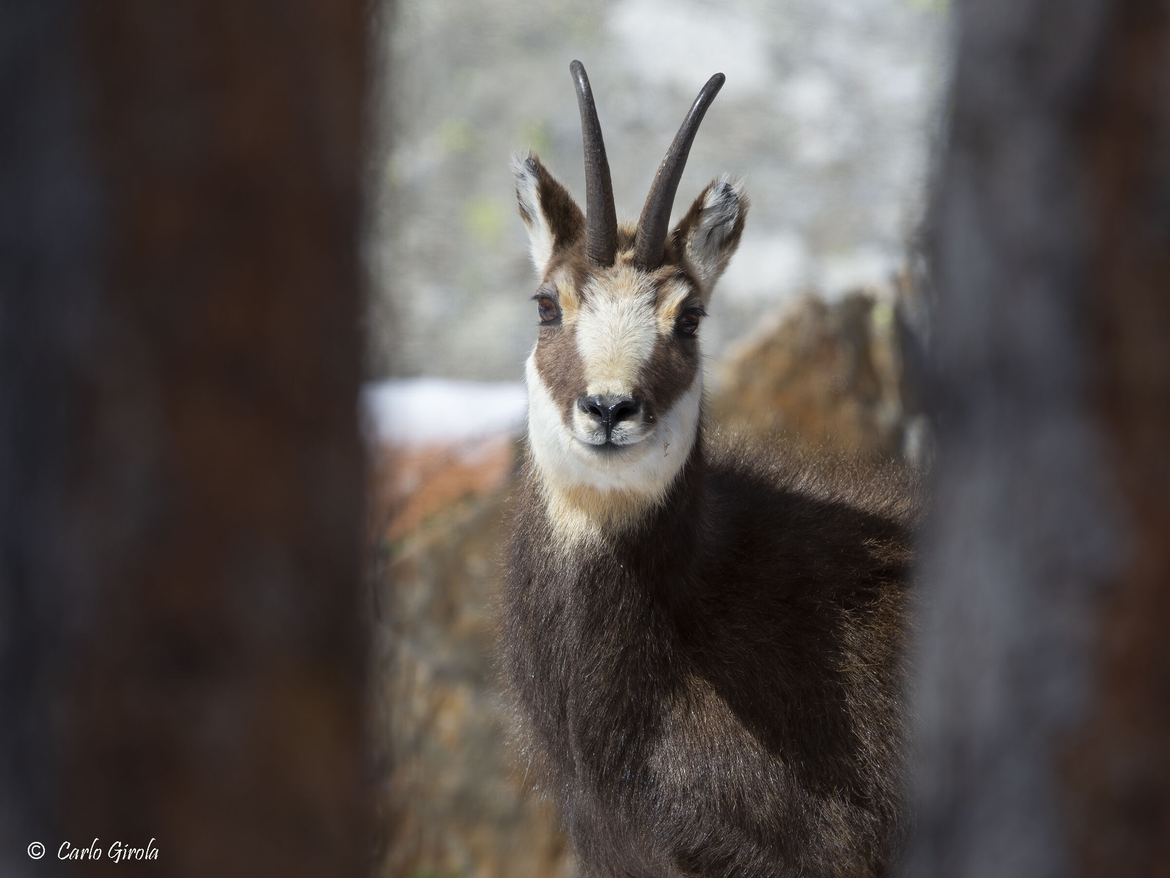 Chamois