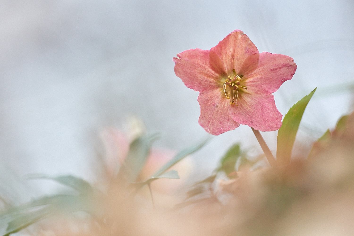 Elleboro rosa