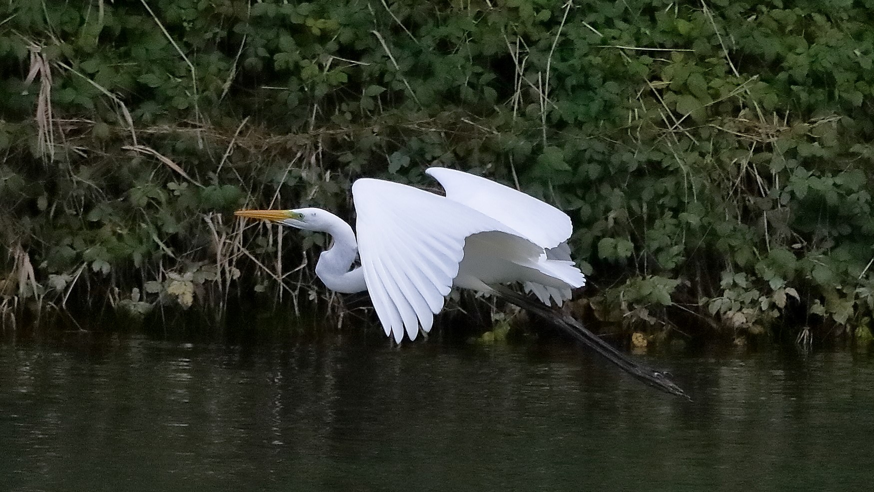 airone BM 12 novembre 2022