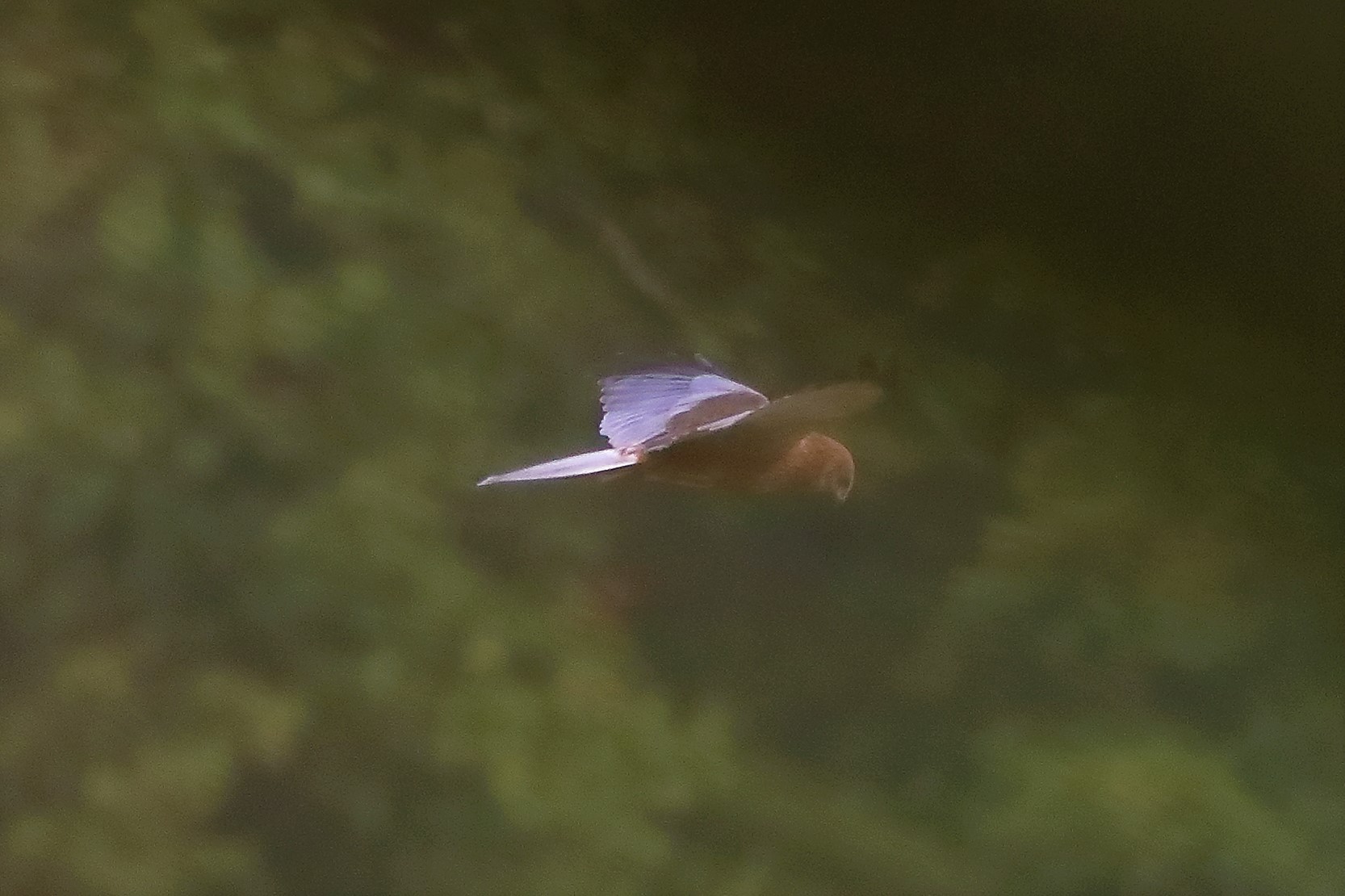 falco di palude 12-10-2022