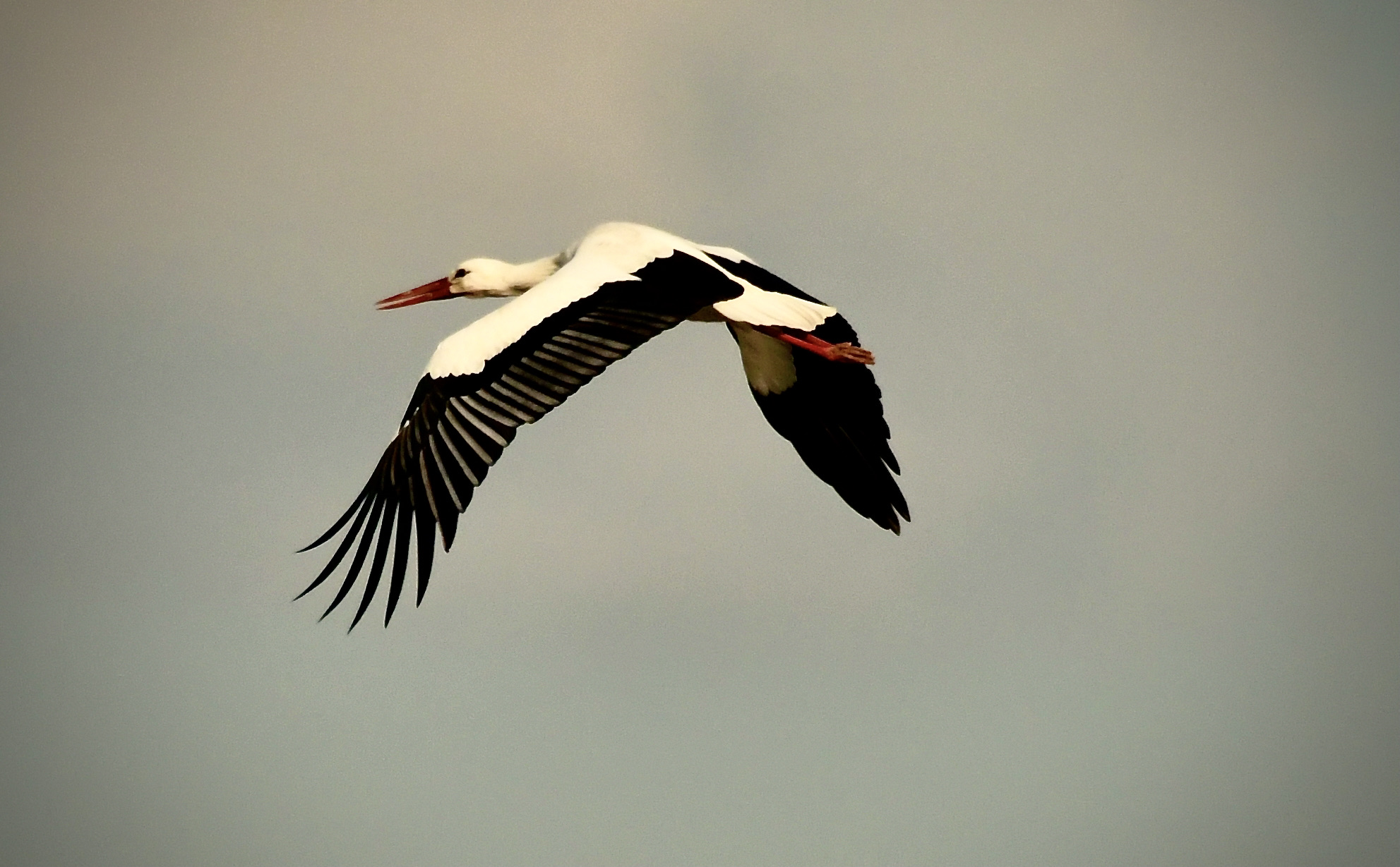 cicogna in volo