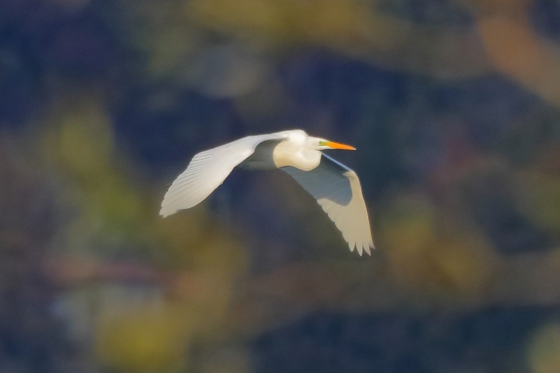 Airone BM 27-11-2022