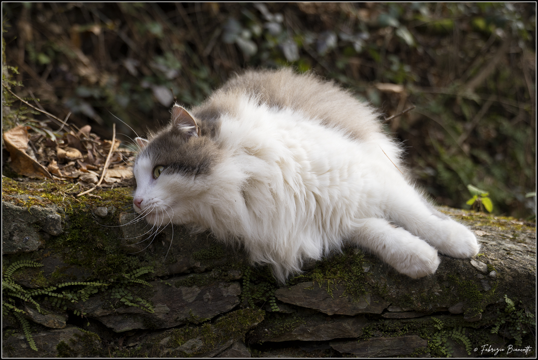 The cat of the Roman bridge - Cossogno