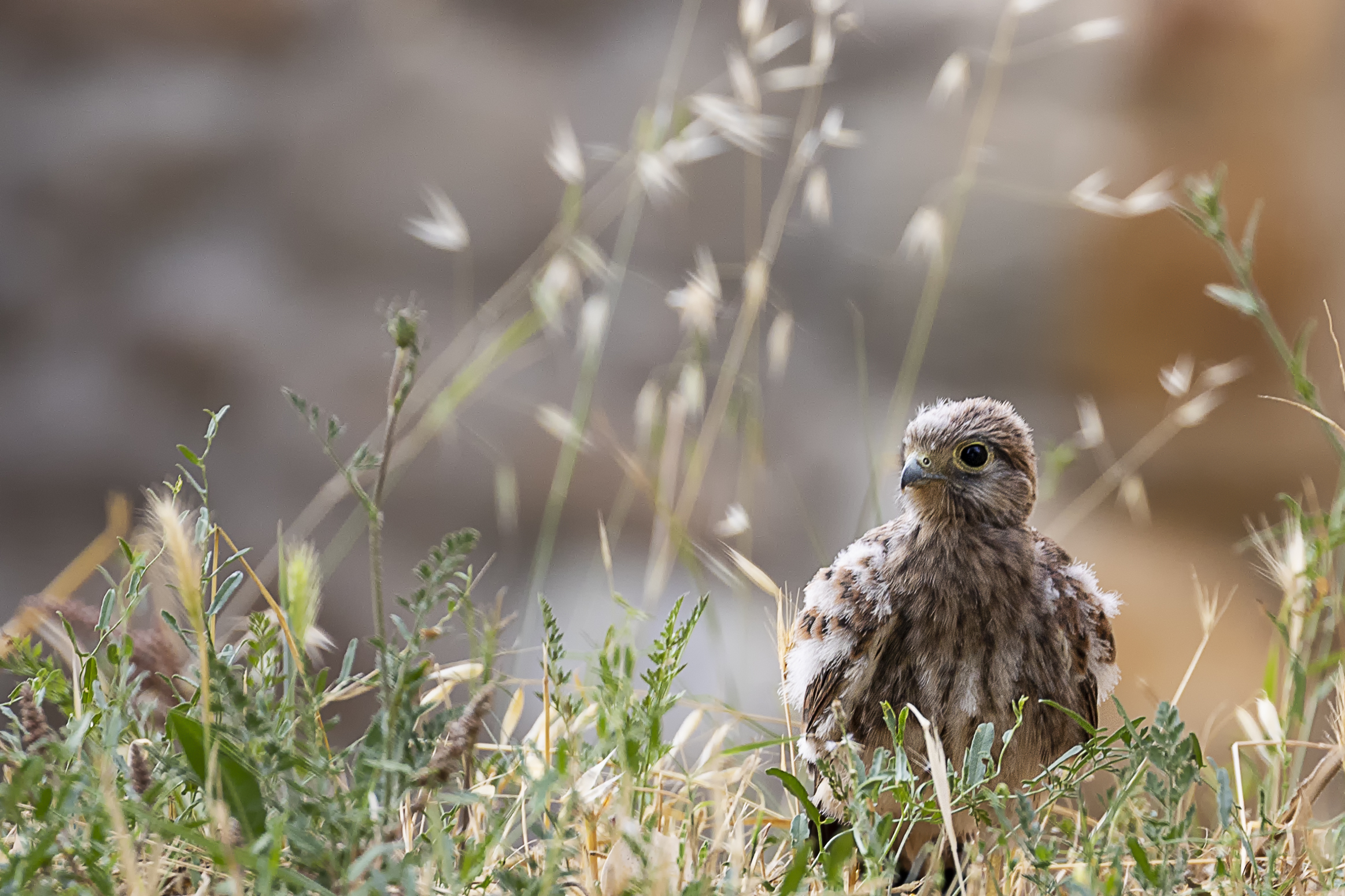 kestrel