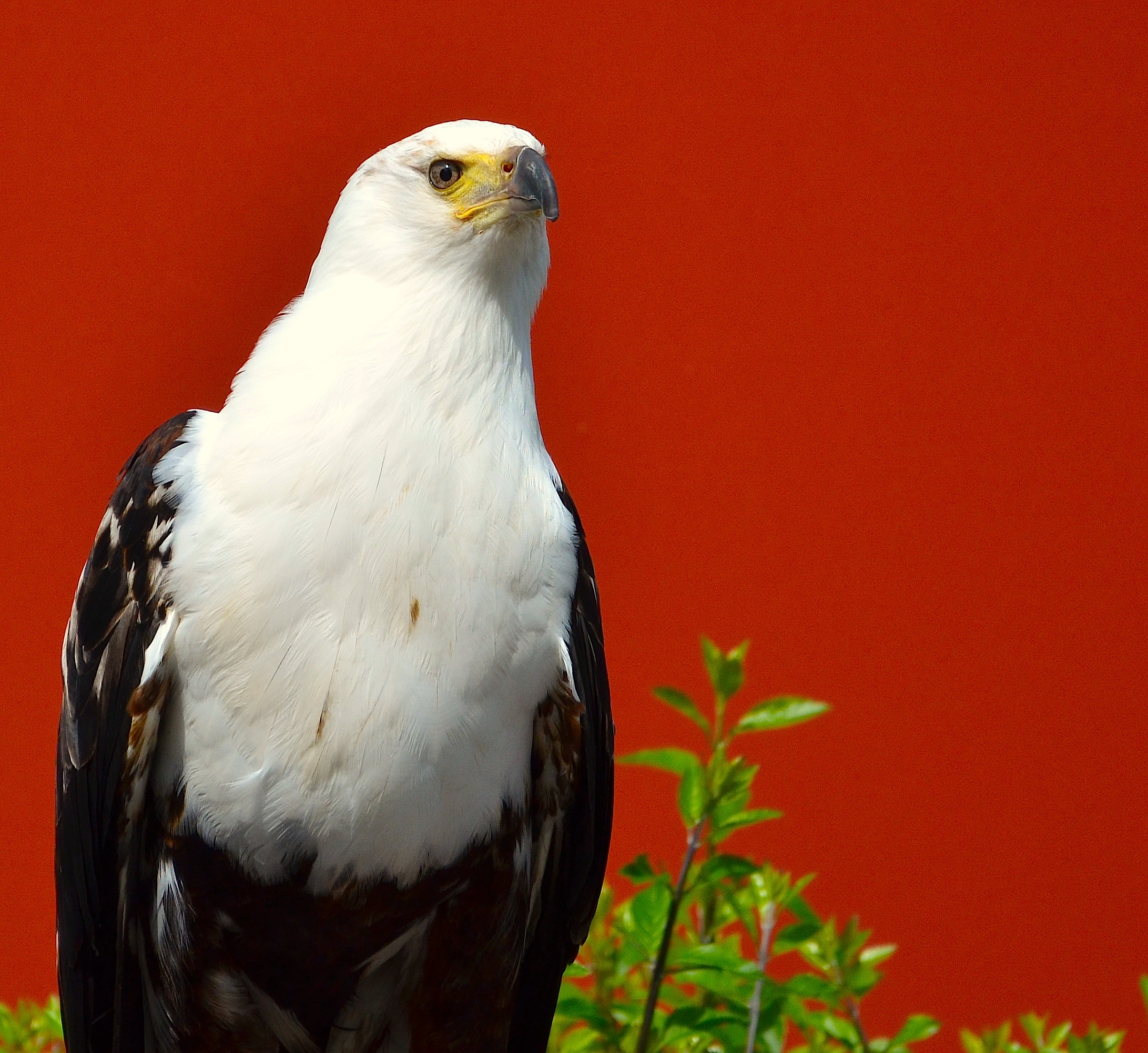 Aquila dal collo bianco