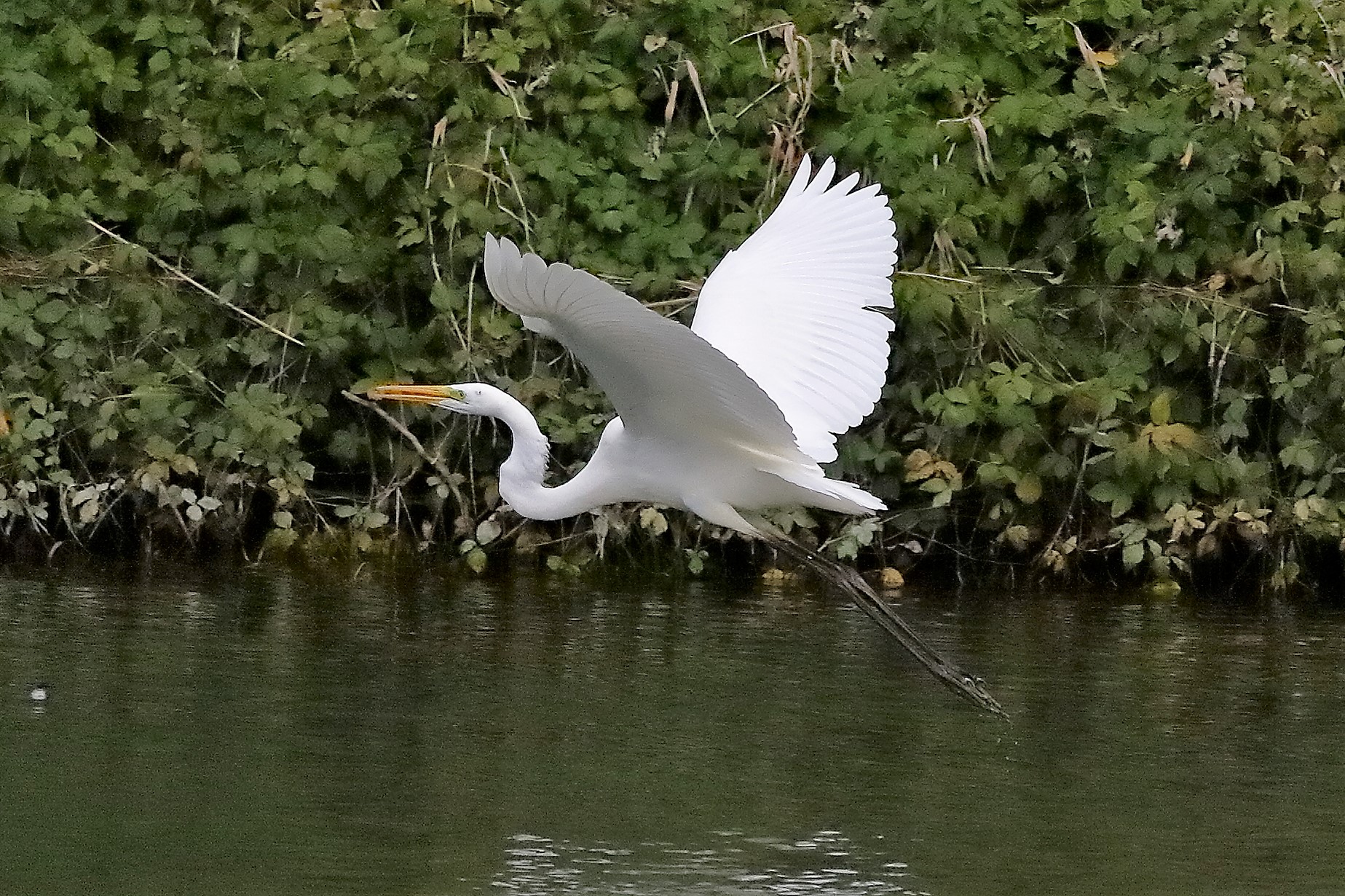 airone BM 12 novembre 2022