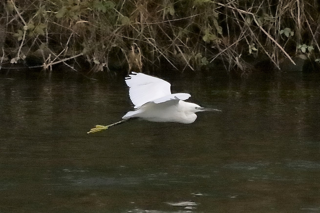 garzetta 12 novembre 2022