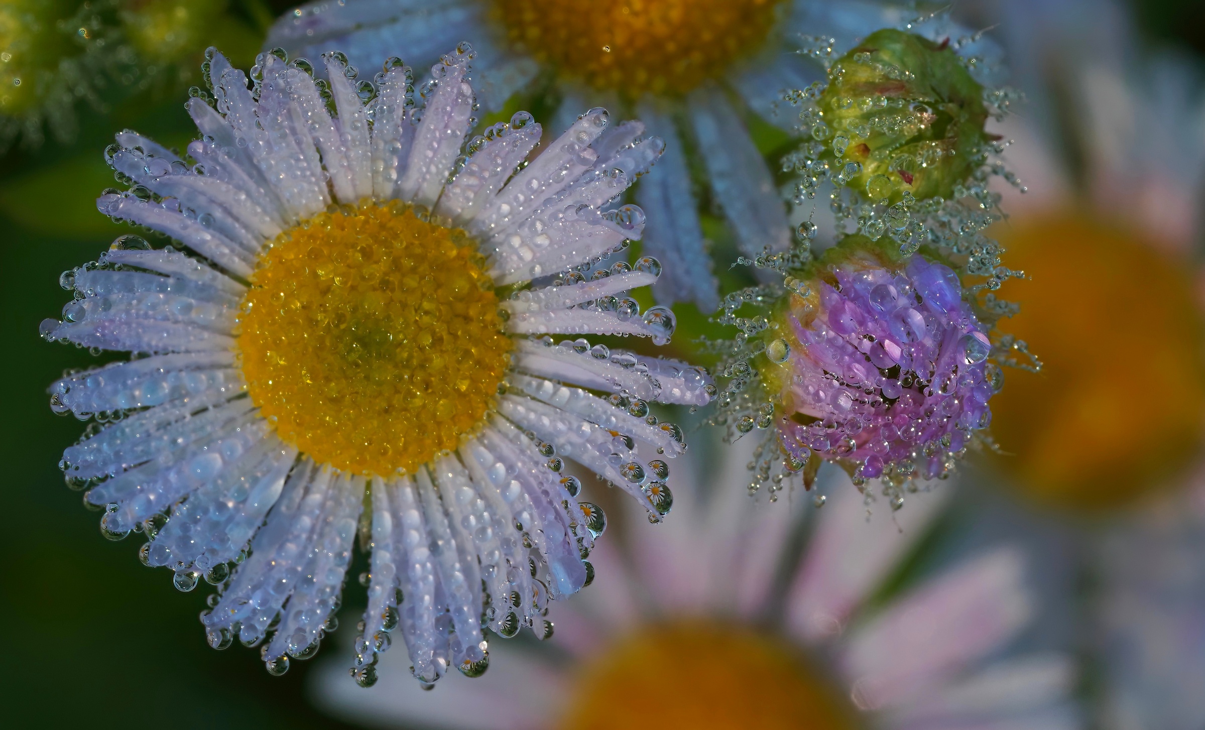 Kaleidoscope of drops