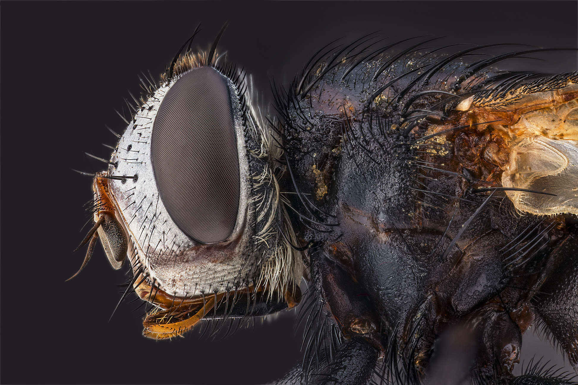 Diptera