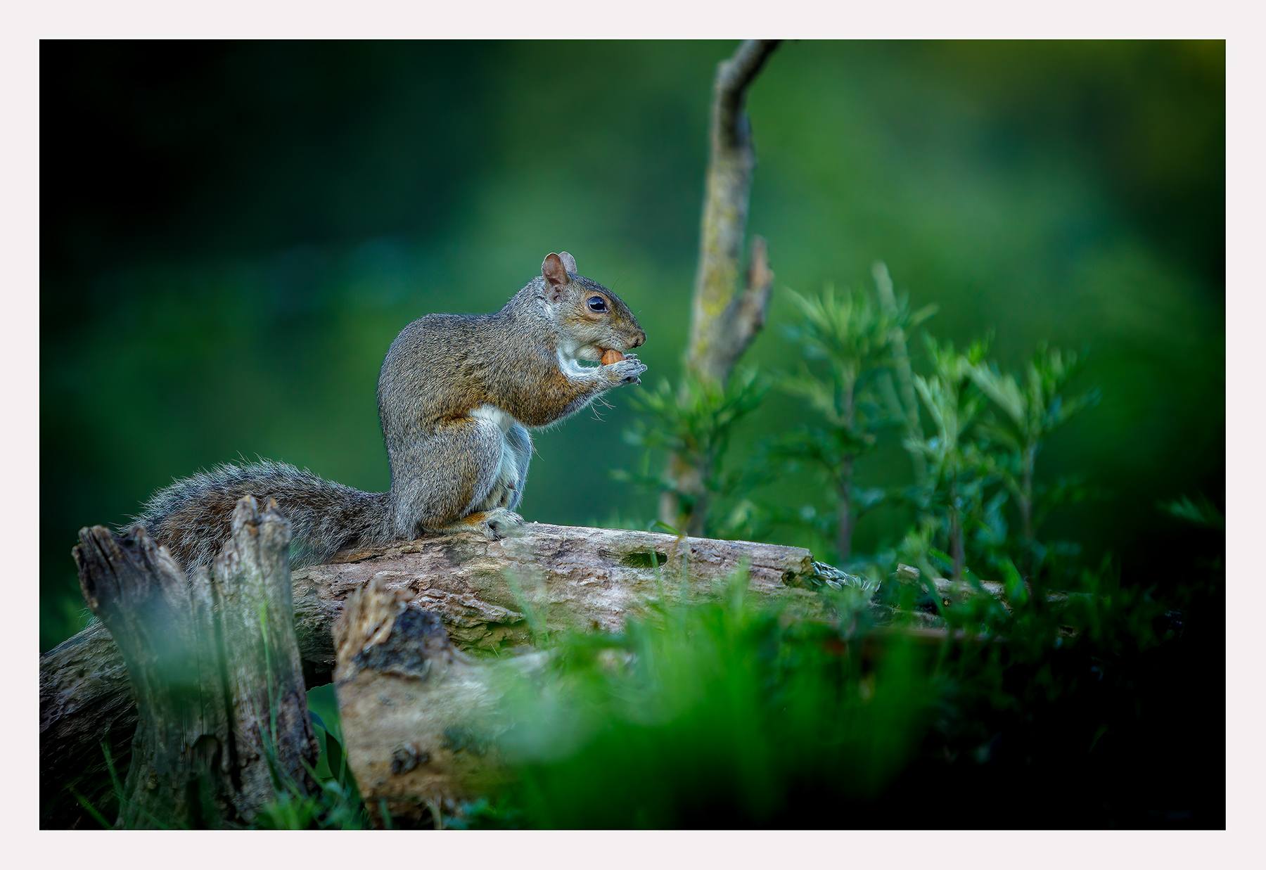 squirrel with hump