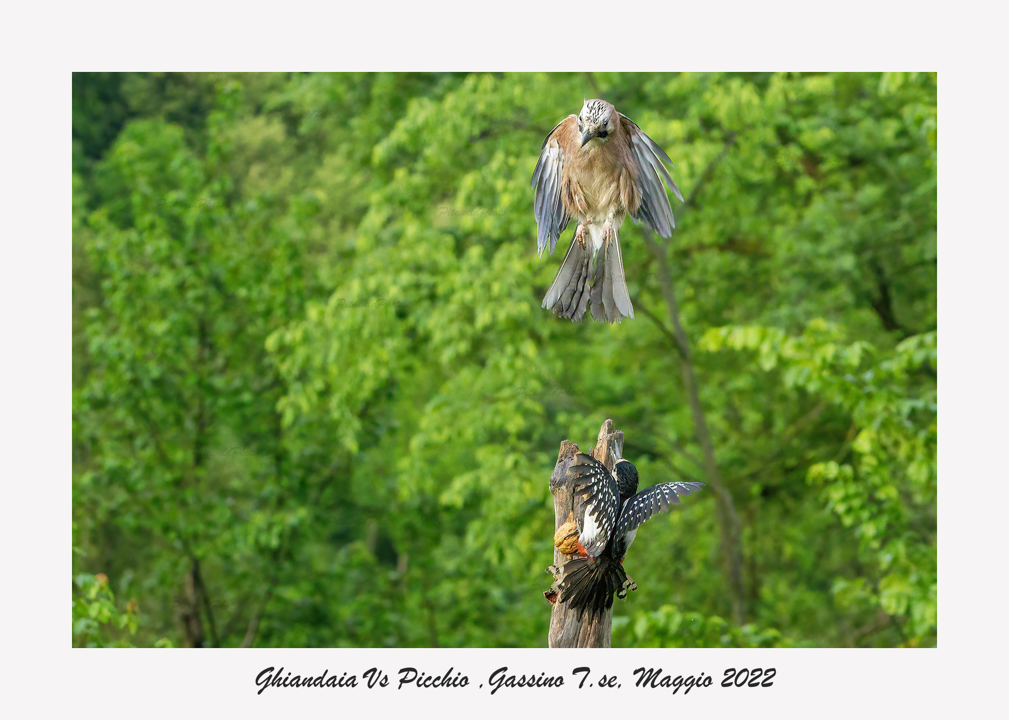 Jay & Greater spotted woodpecker