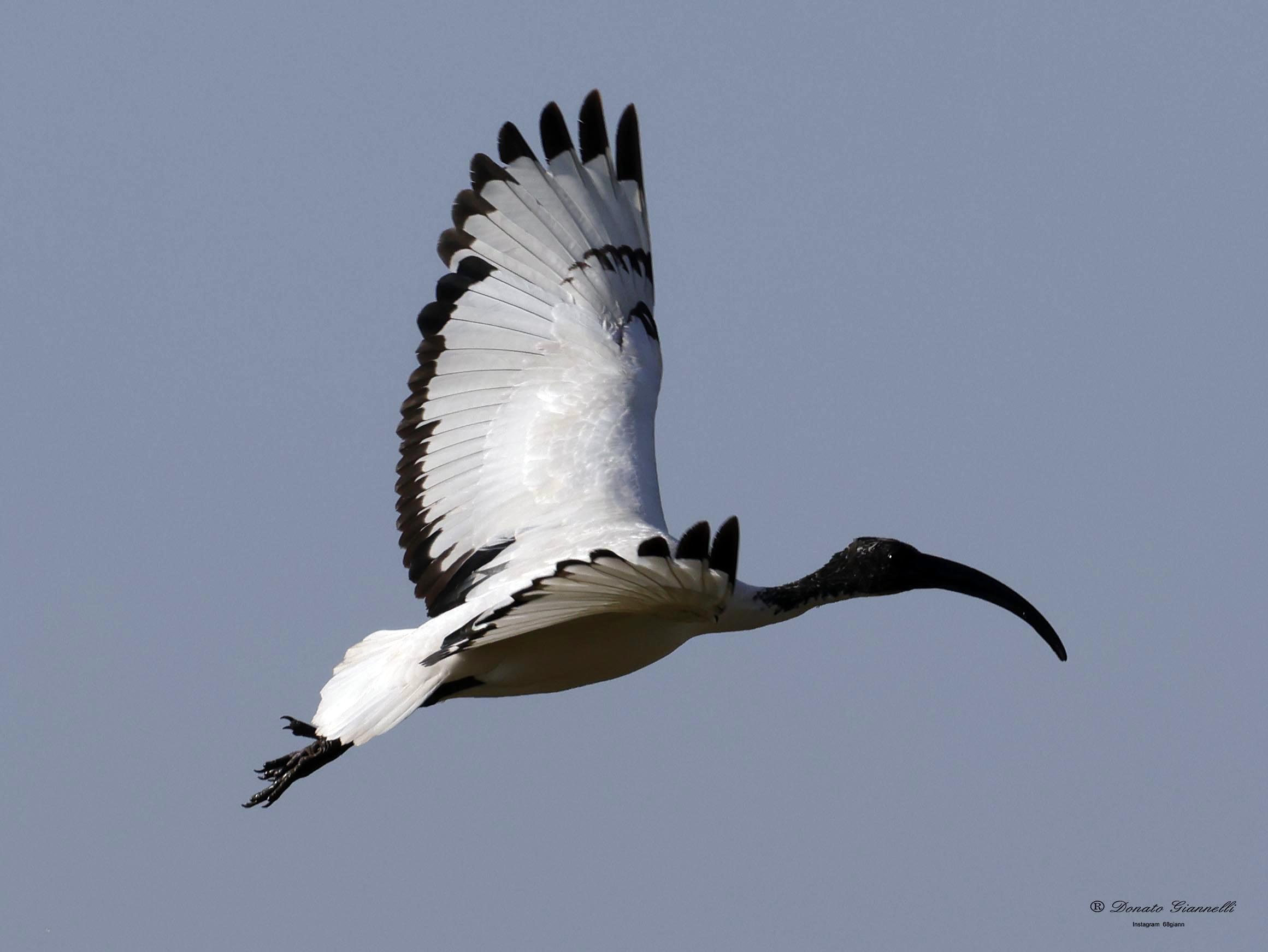 Sacred ibis