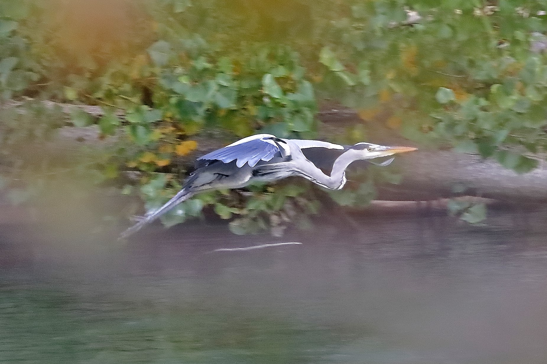 Cenerino 12 novembre 2022