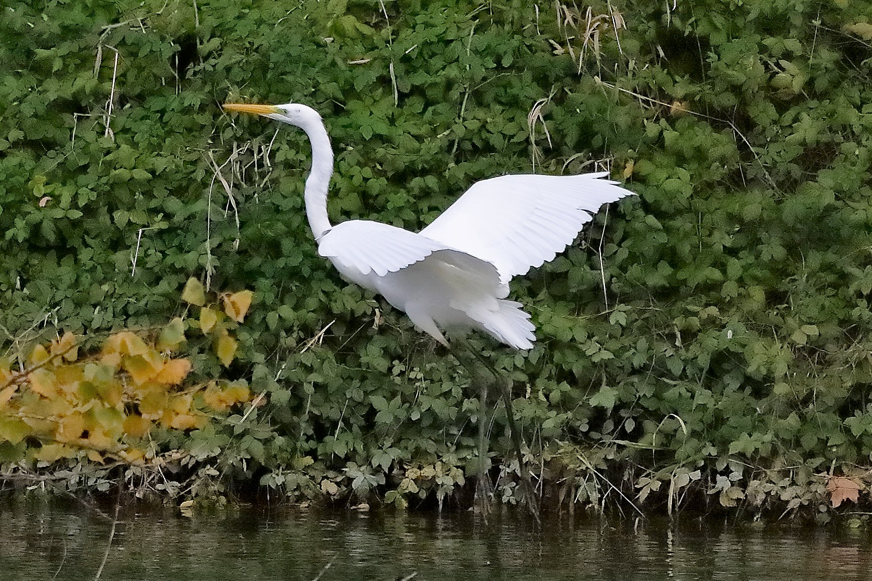 airone BM 12 novembre 2022