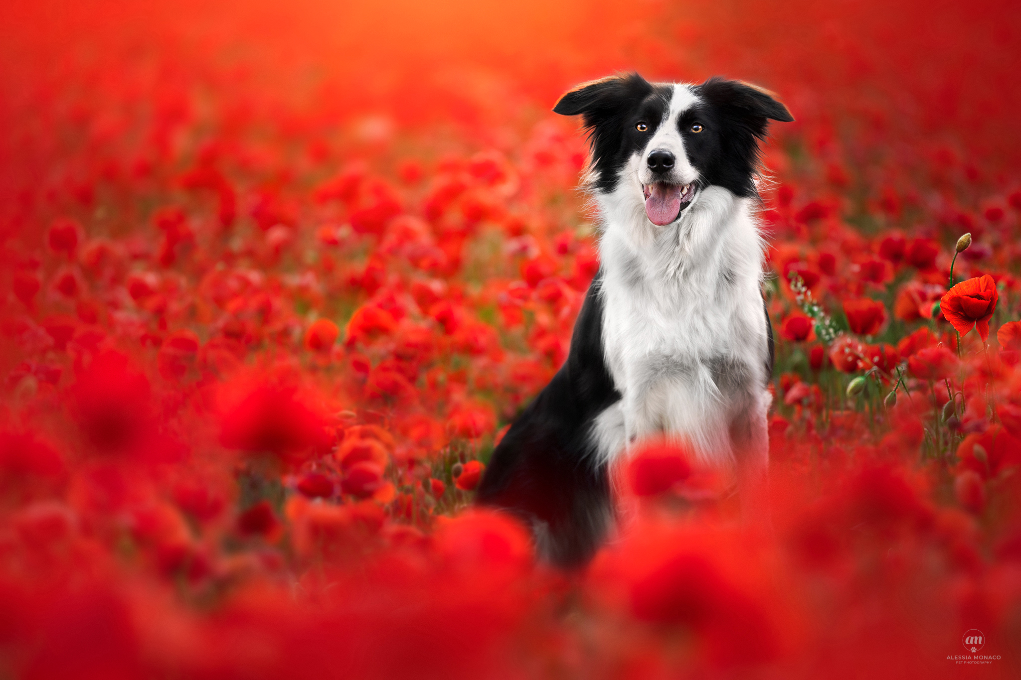 Joy in poppies