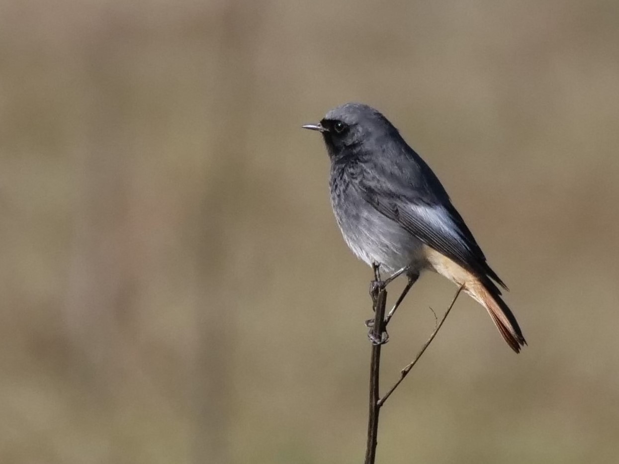 Codirosso spazzacamino (Phoenicurus ochruros)