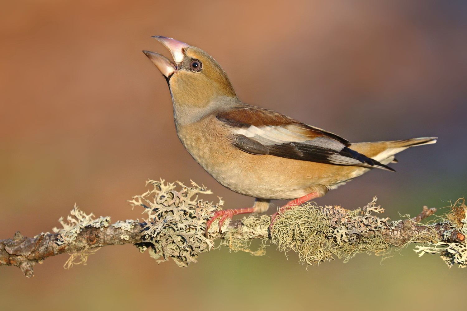 Hawfinch