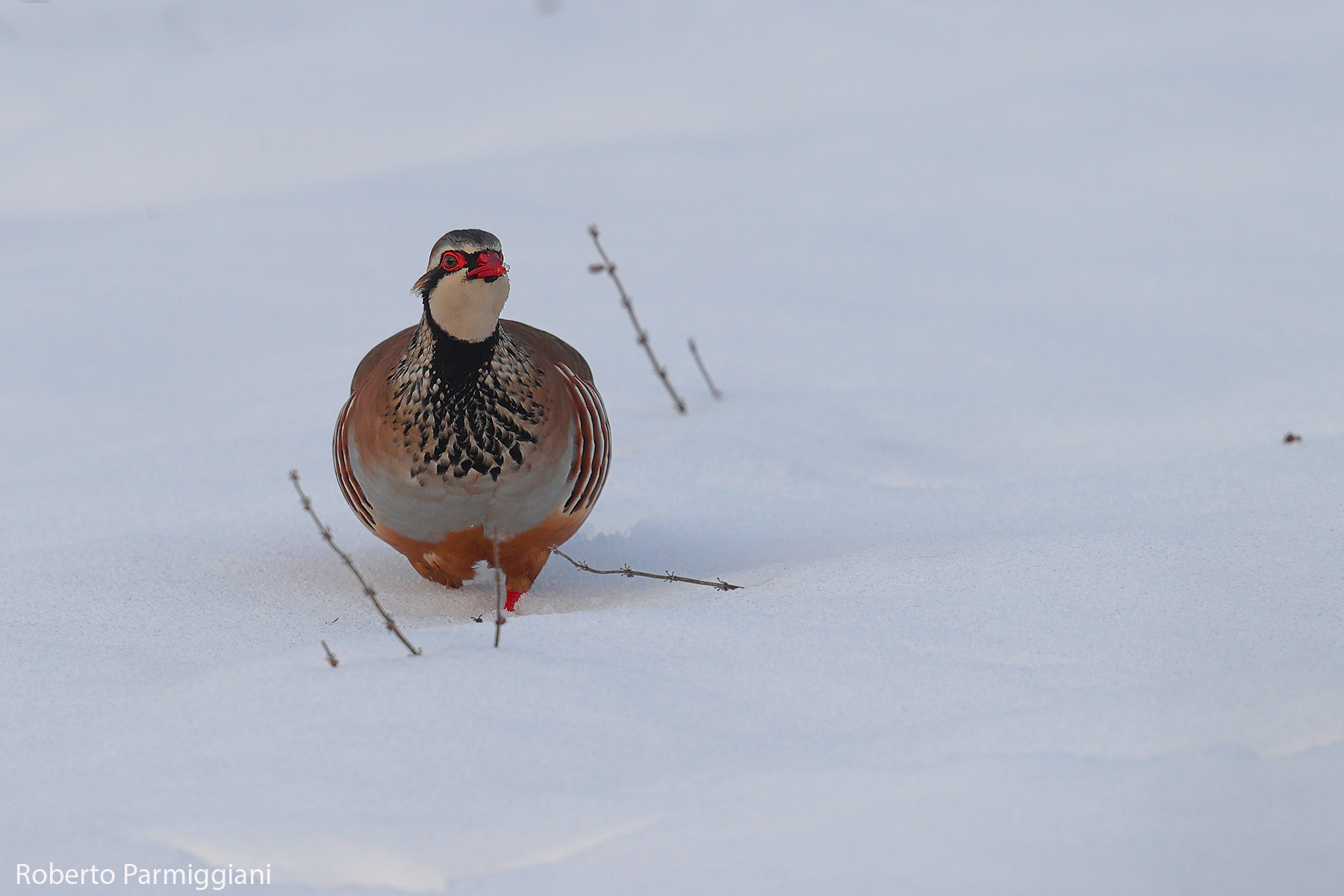 Red partridge