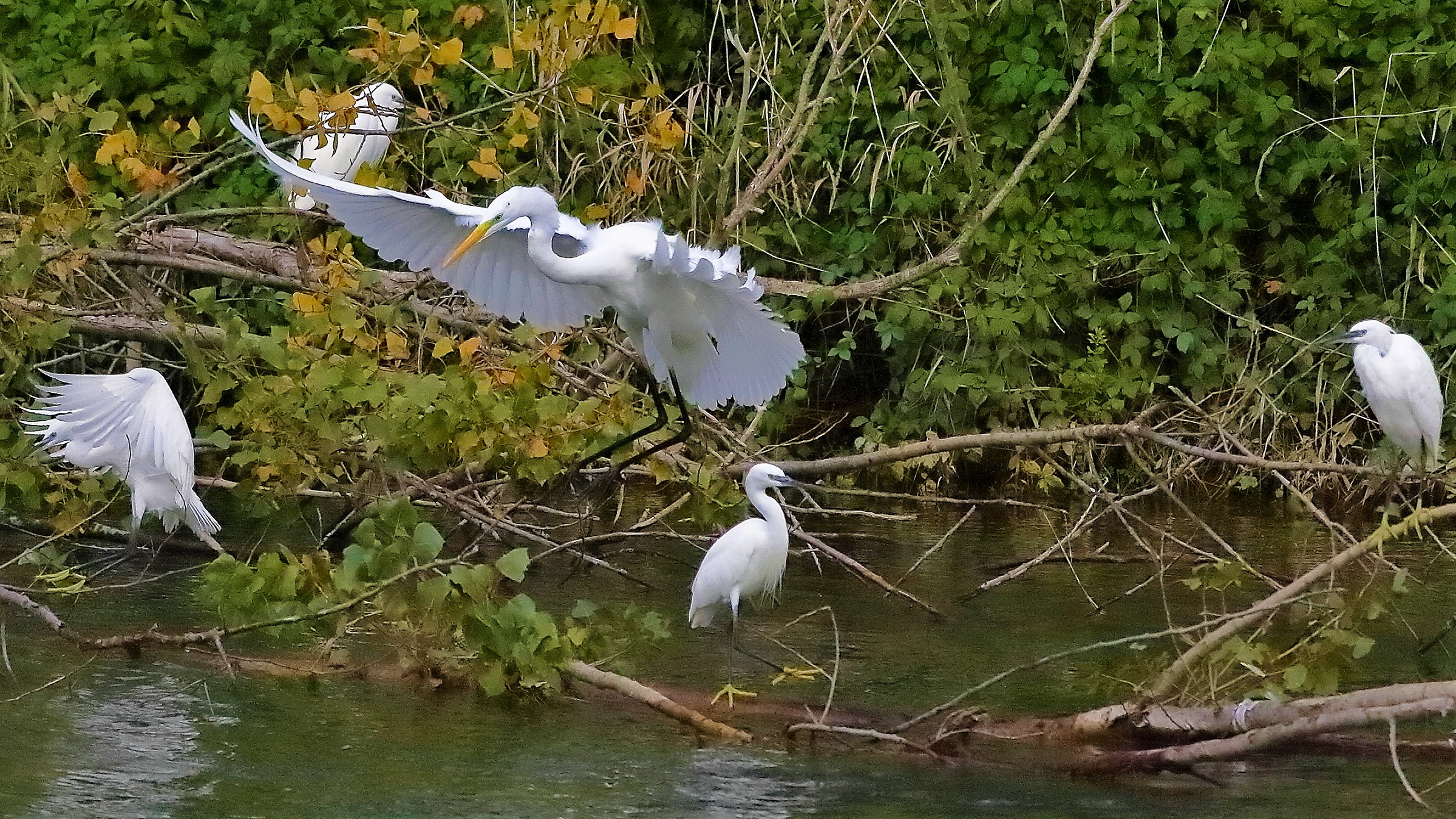 airone BM 12 novembre 2022